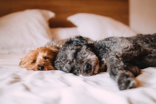 Free stock photo of bed, dog, animals, dogs