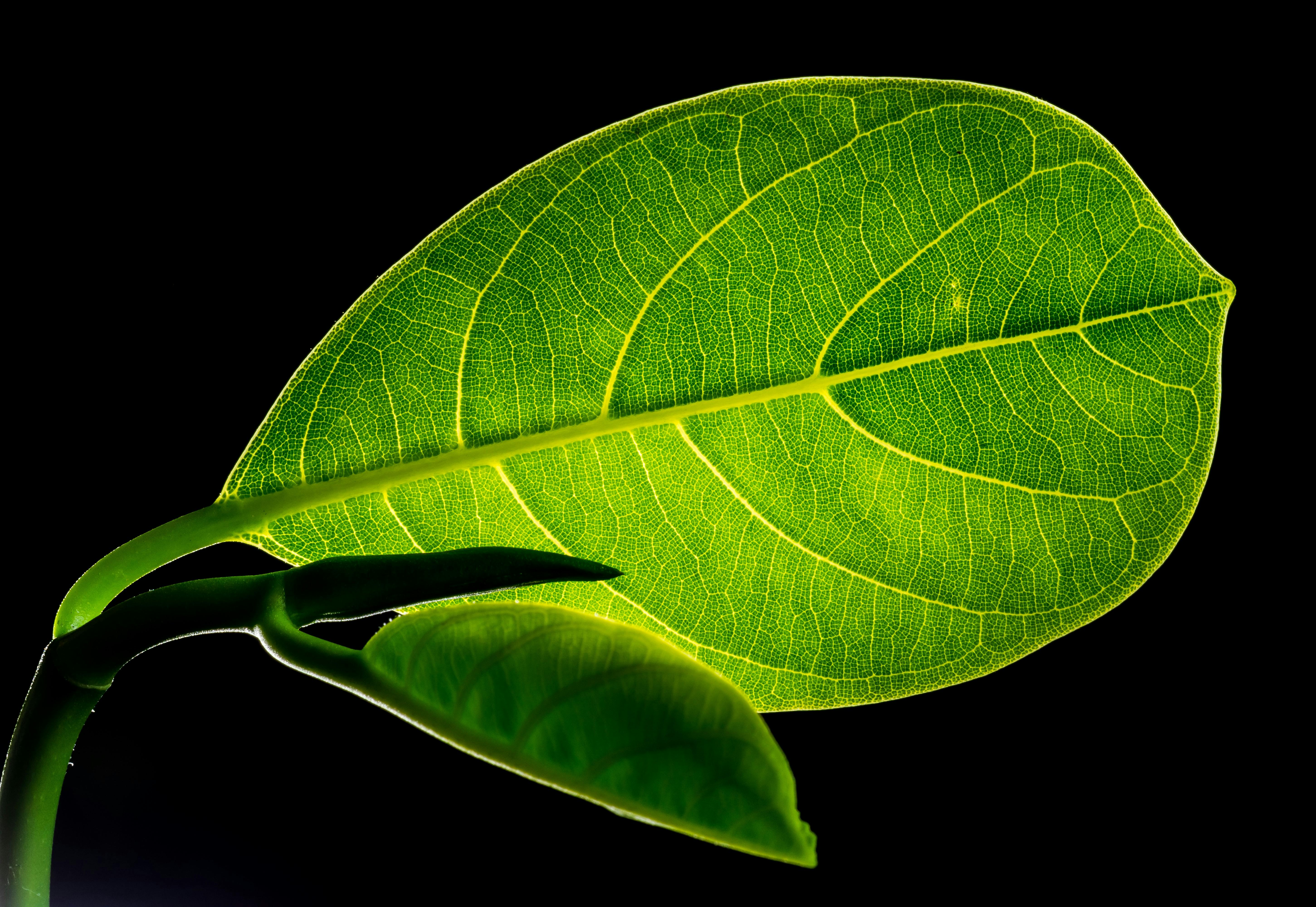 leaf-leaves-jack-fruit-leaf-green-57726.