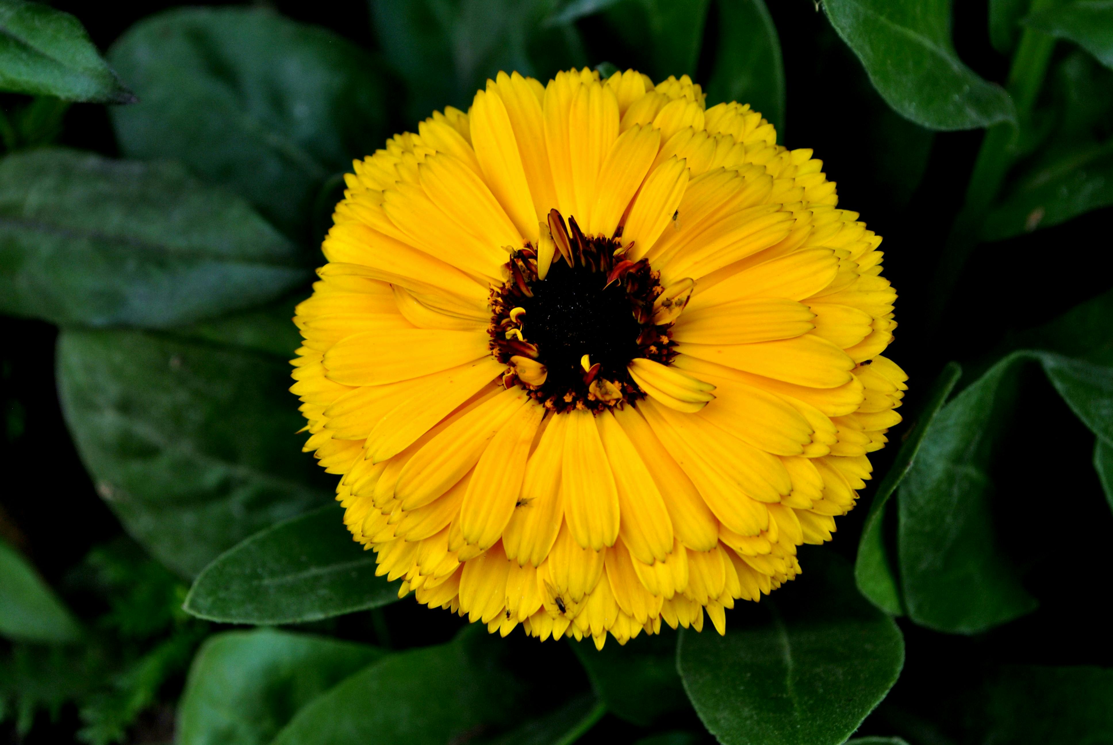 free stock photos of yellow flower · pexels