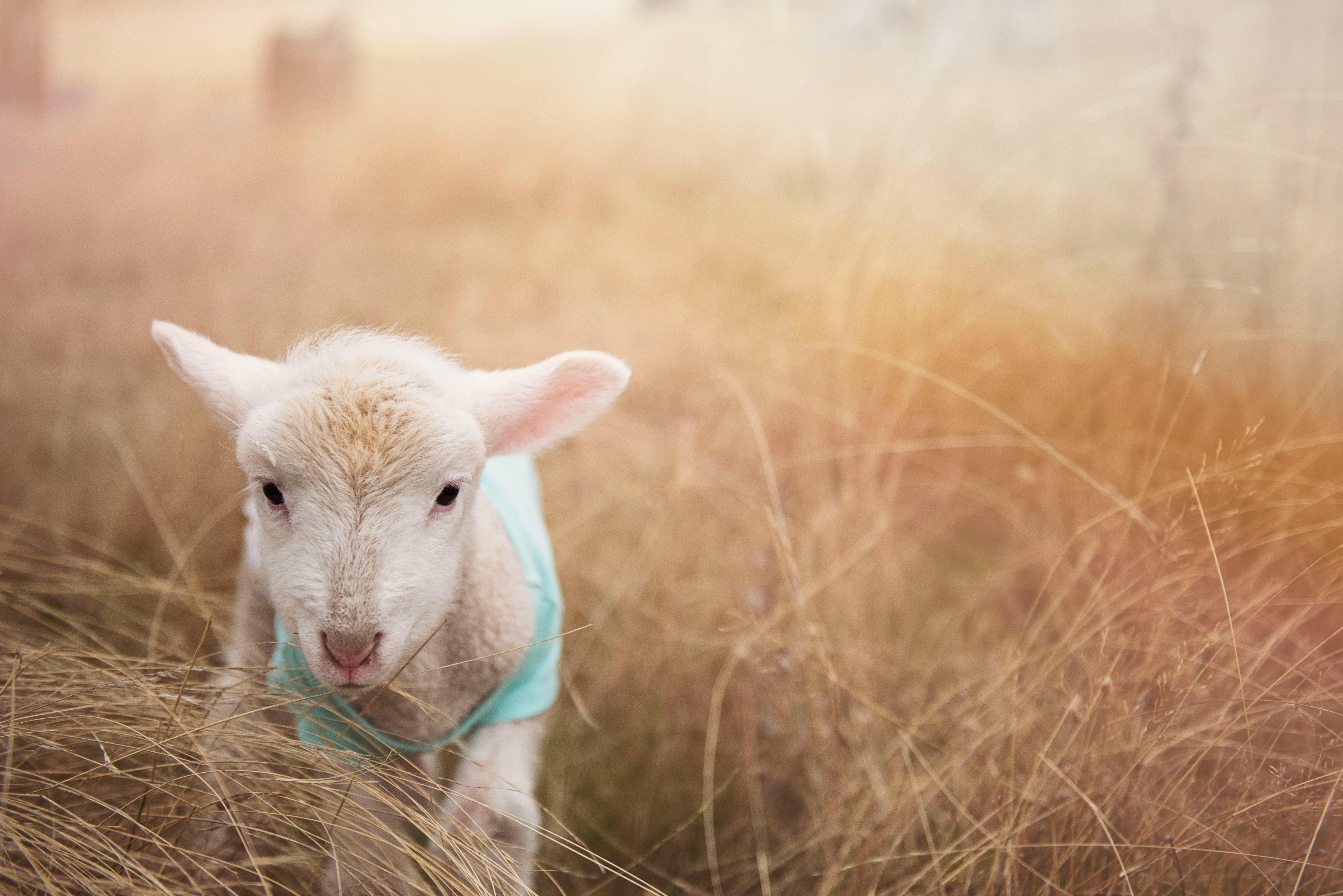 Free stock photo of adorable, agriculture, animal