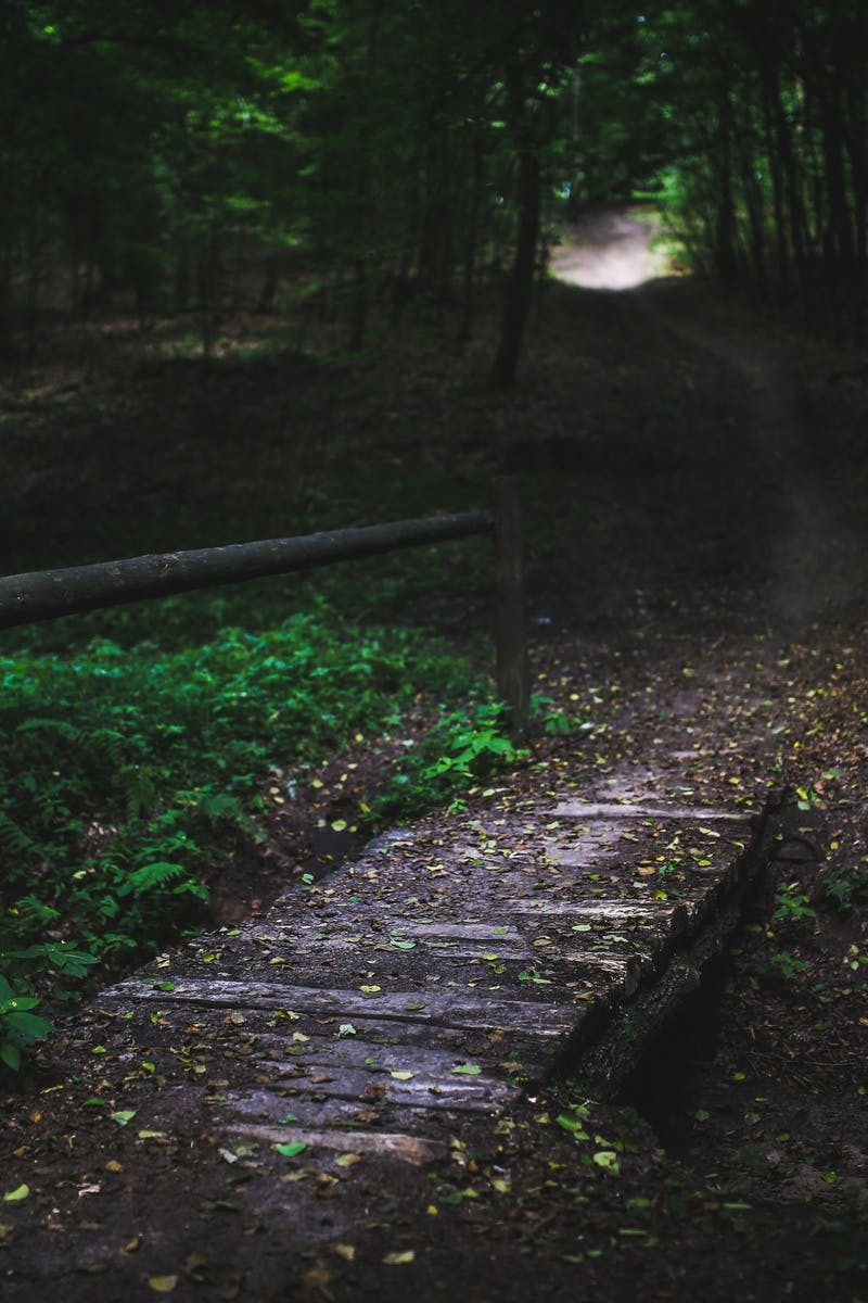 Bridge in the forest II · Free Stock Photo