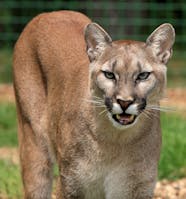 Mountain Lion Free Stock Photo