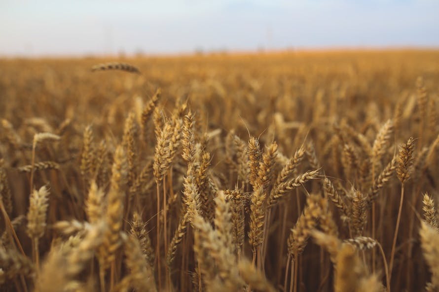 field, countryside, agriculture, harvest