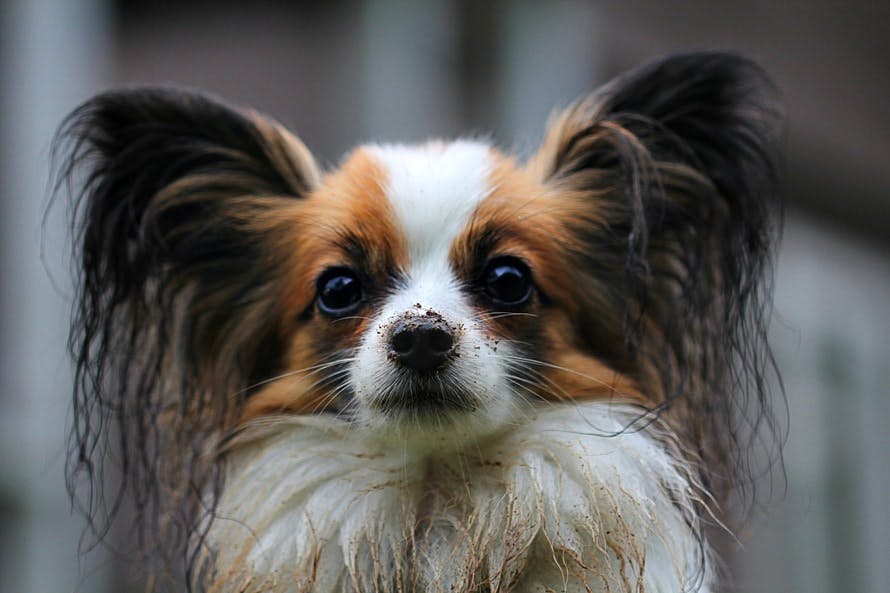 White Brown Long Coat Small Dog