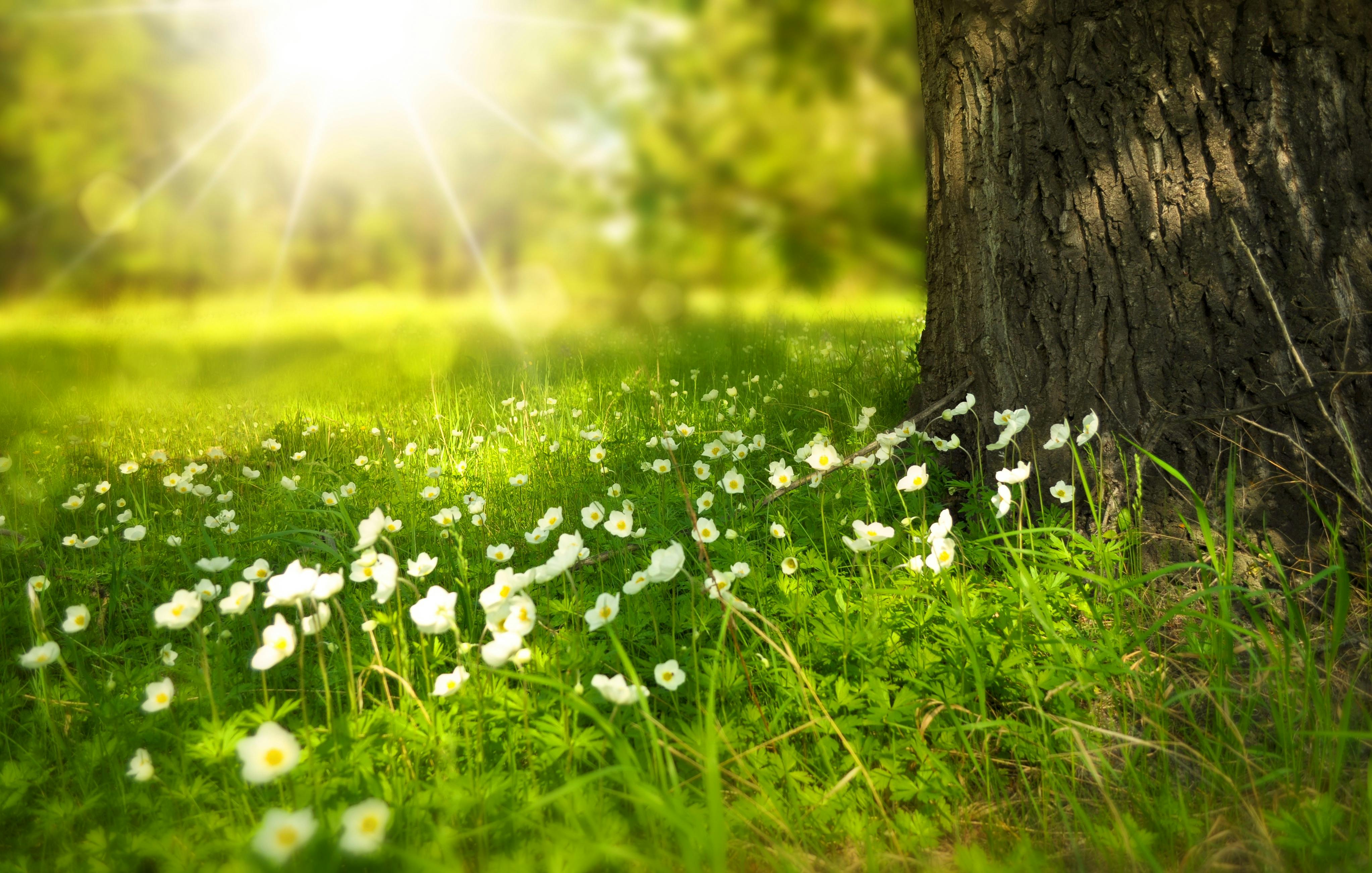 spring-tree-flowers-meadow-60006.jpeg (4090×2602)