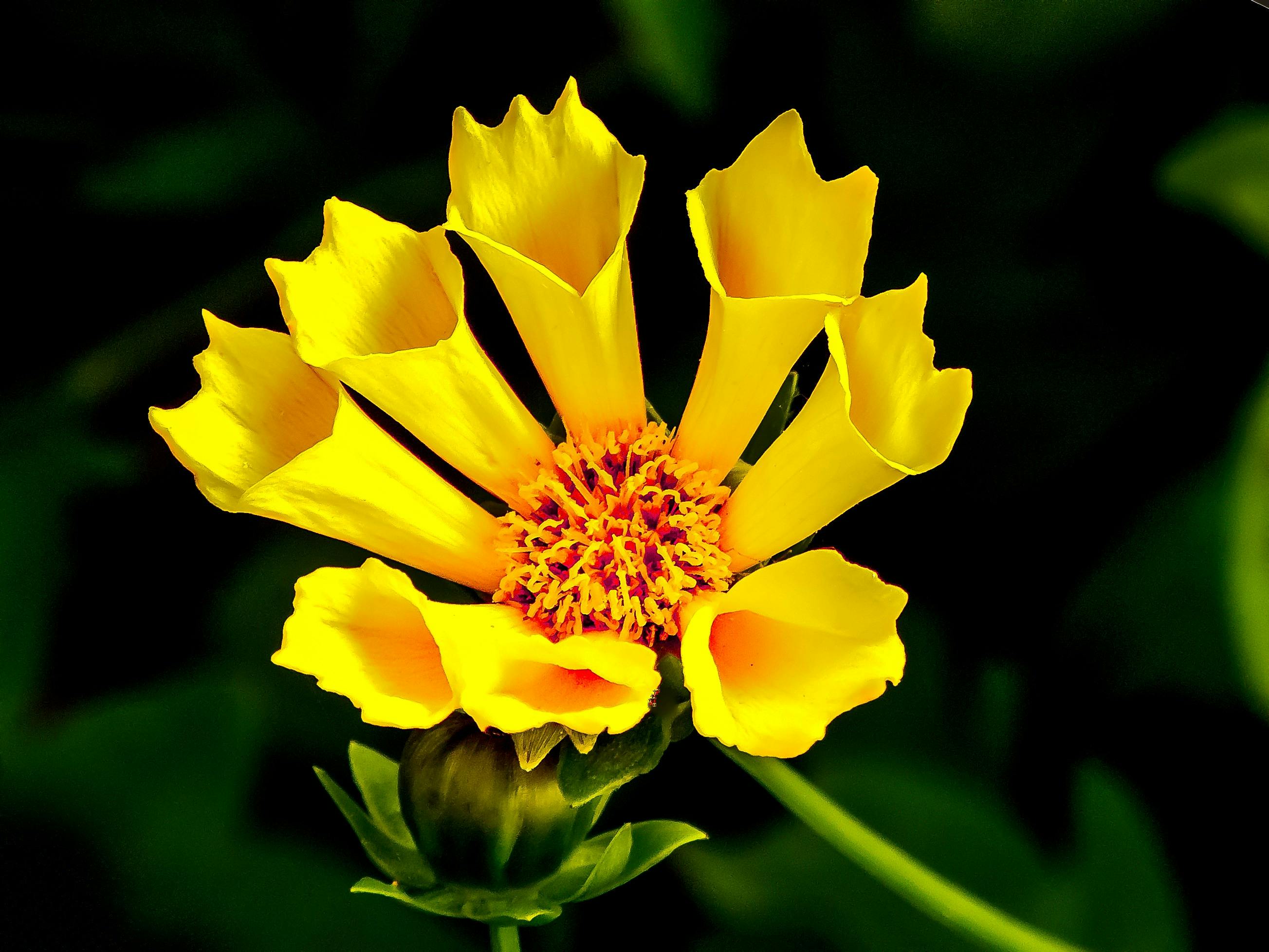 Download Yellow Flower in Macro Lens Photography · Free Stock Photo