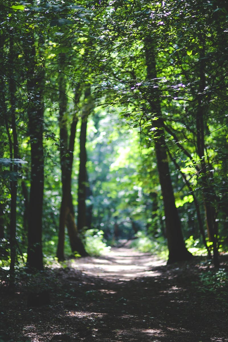 The path among the trees · Free Stock Photo