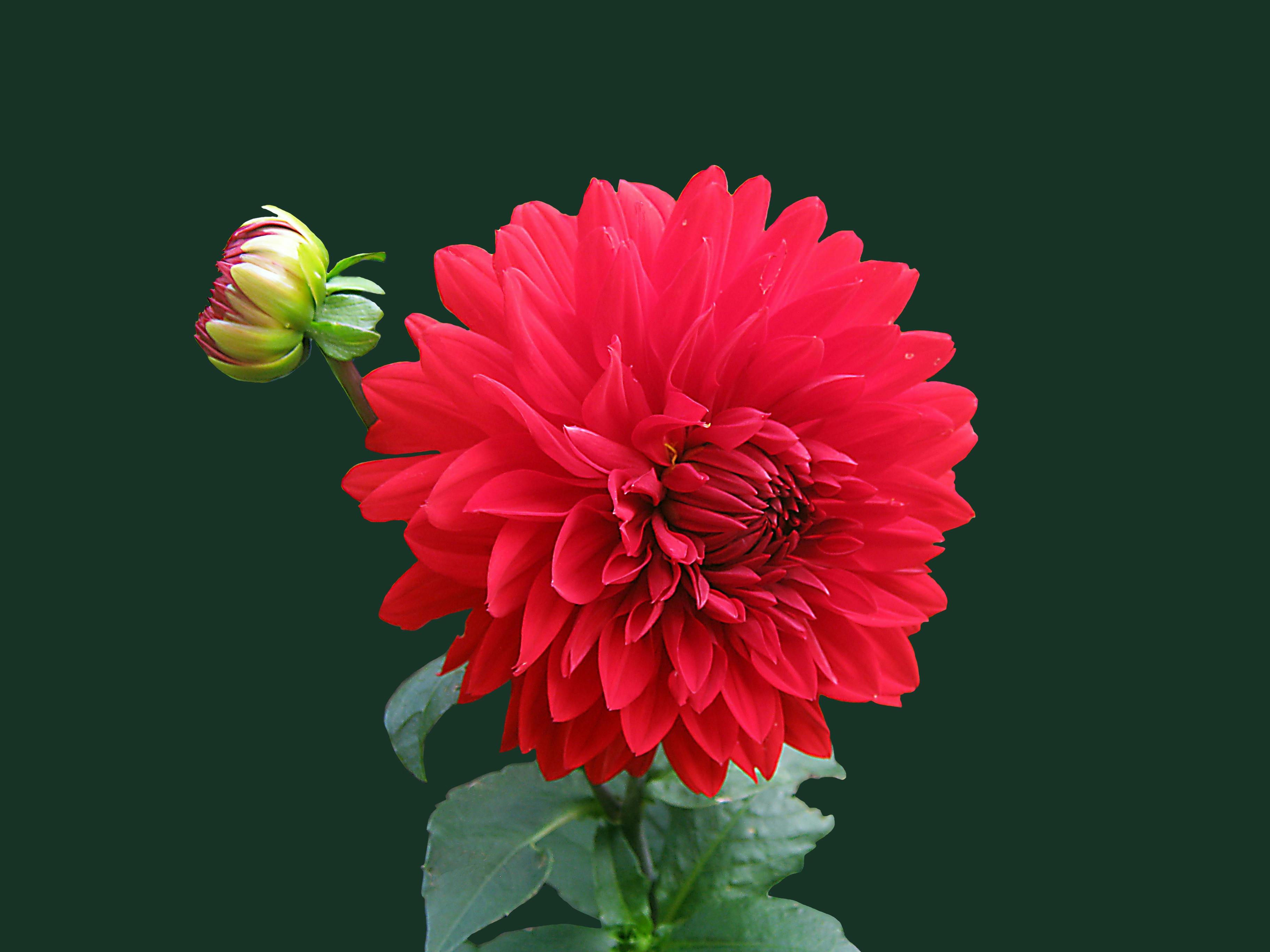 dahlia-red-blossom-bloom-60597.jpeg (3648×2736)