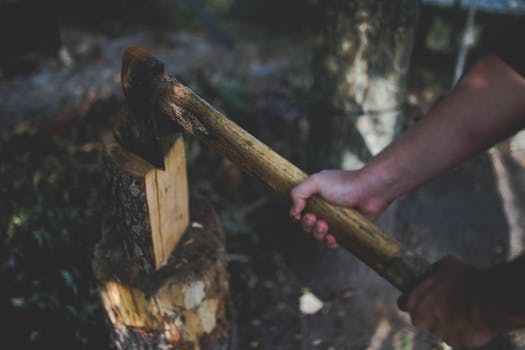 Free stock photo of wood, forest, timber, lumber