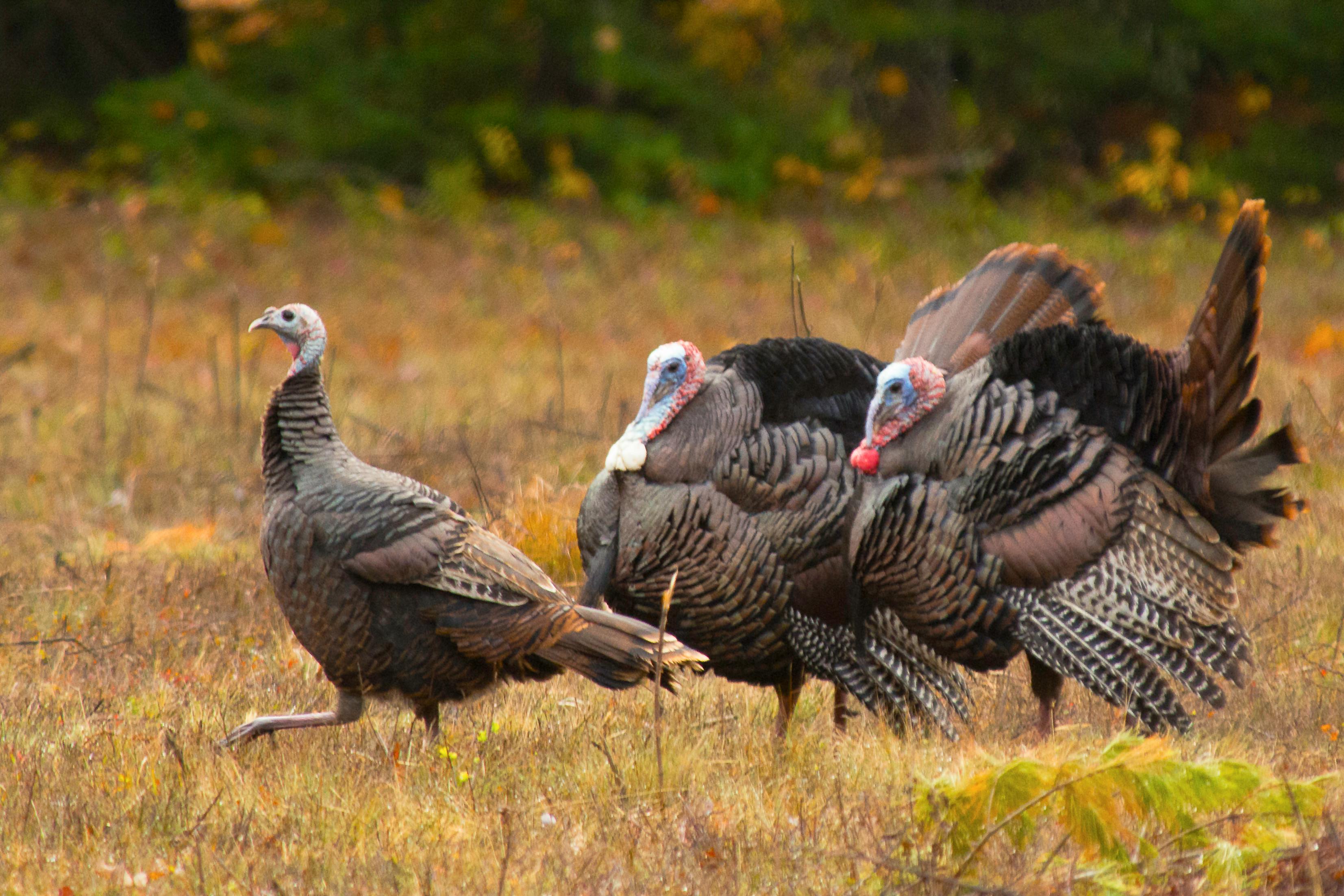 Free stock photo of Thanksgiving, tom turkey, turkey