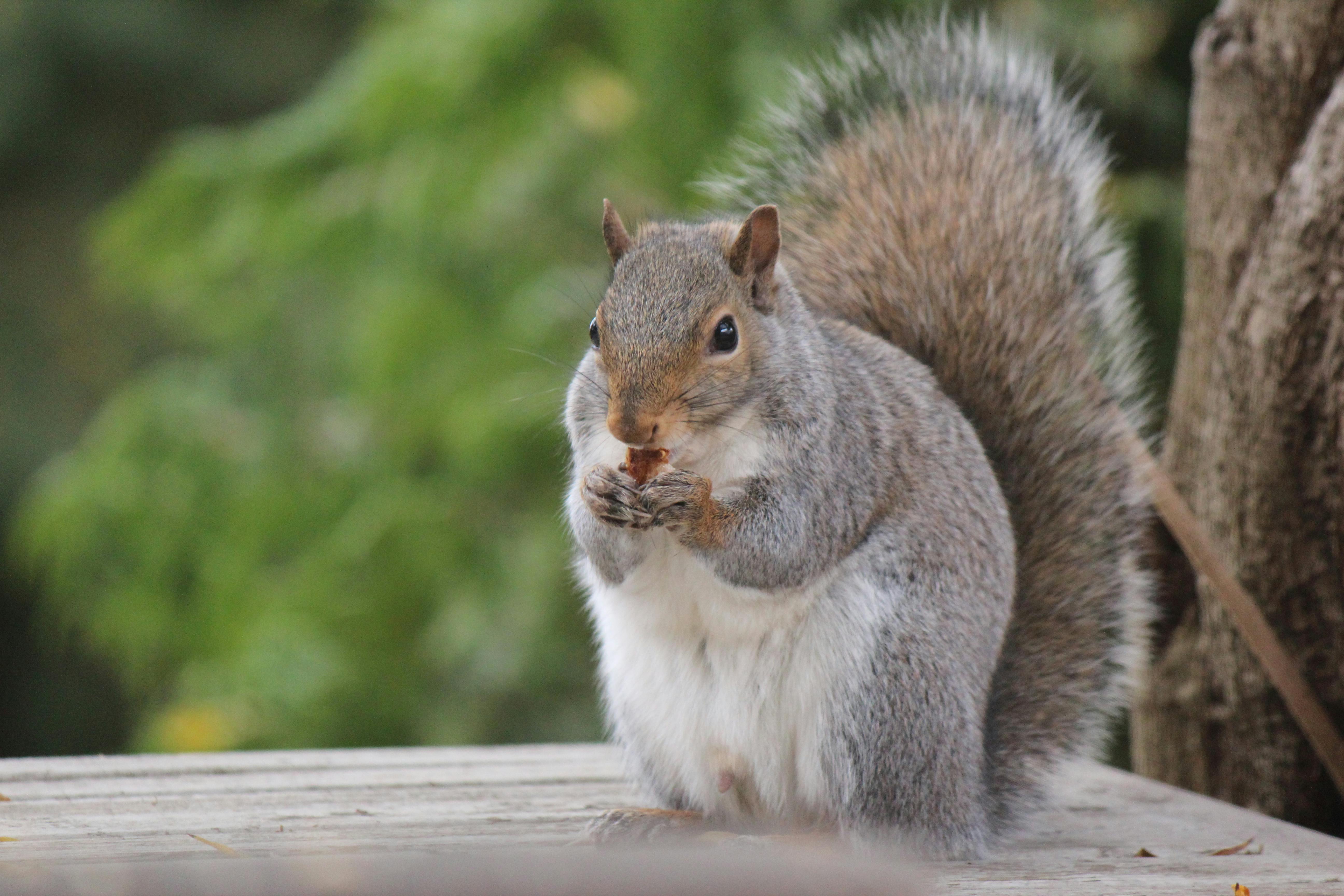 Free stock photo of eastern grey squirrel, squirrel, squirrel eating