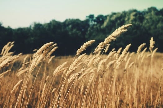 HD wallpaper of nature, field, summer, agriculture