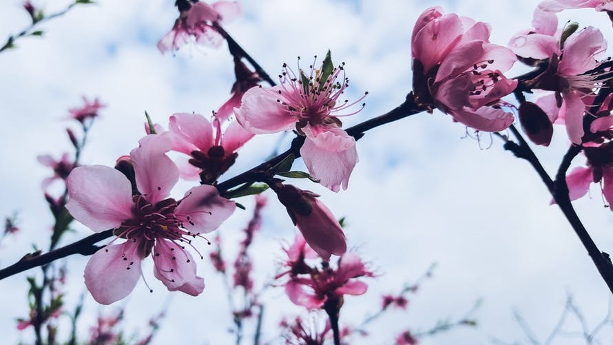 Pink and White Petaled Flower