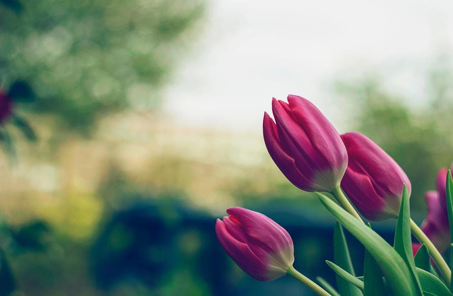 Close Up Photo of Pink Tulips