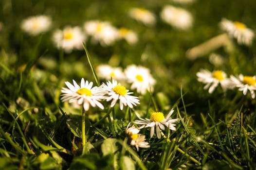 HD wallpaper of flowers, summer, grass, meadow