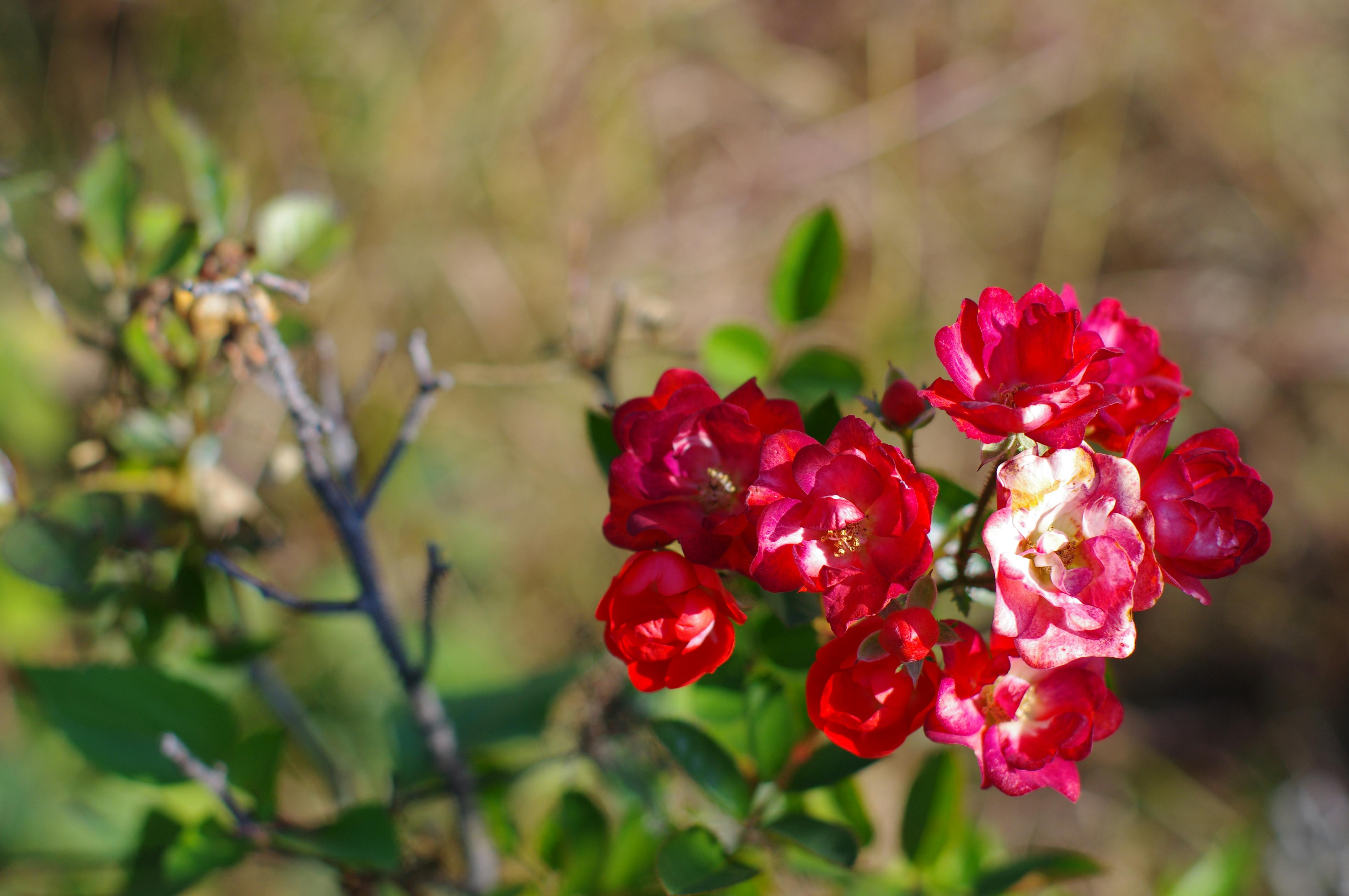 Free stock photo of bokeh, flowers, nature