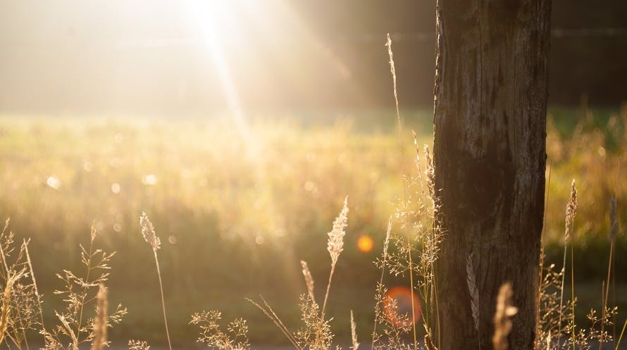 field, summer, sun