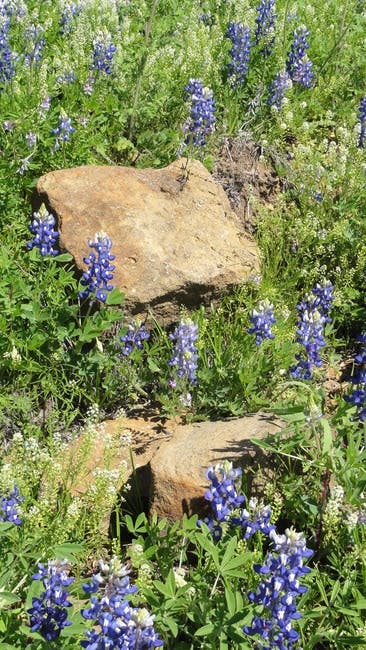 Free stock photo of bluebonnets, flowers, spring