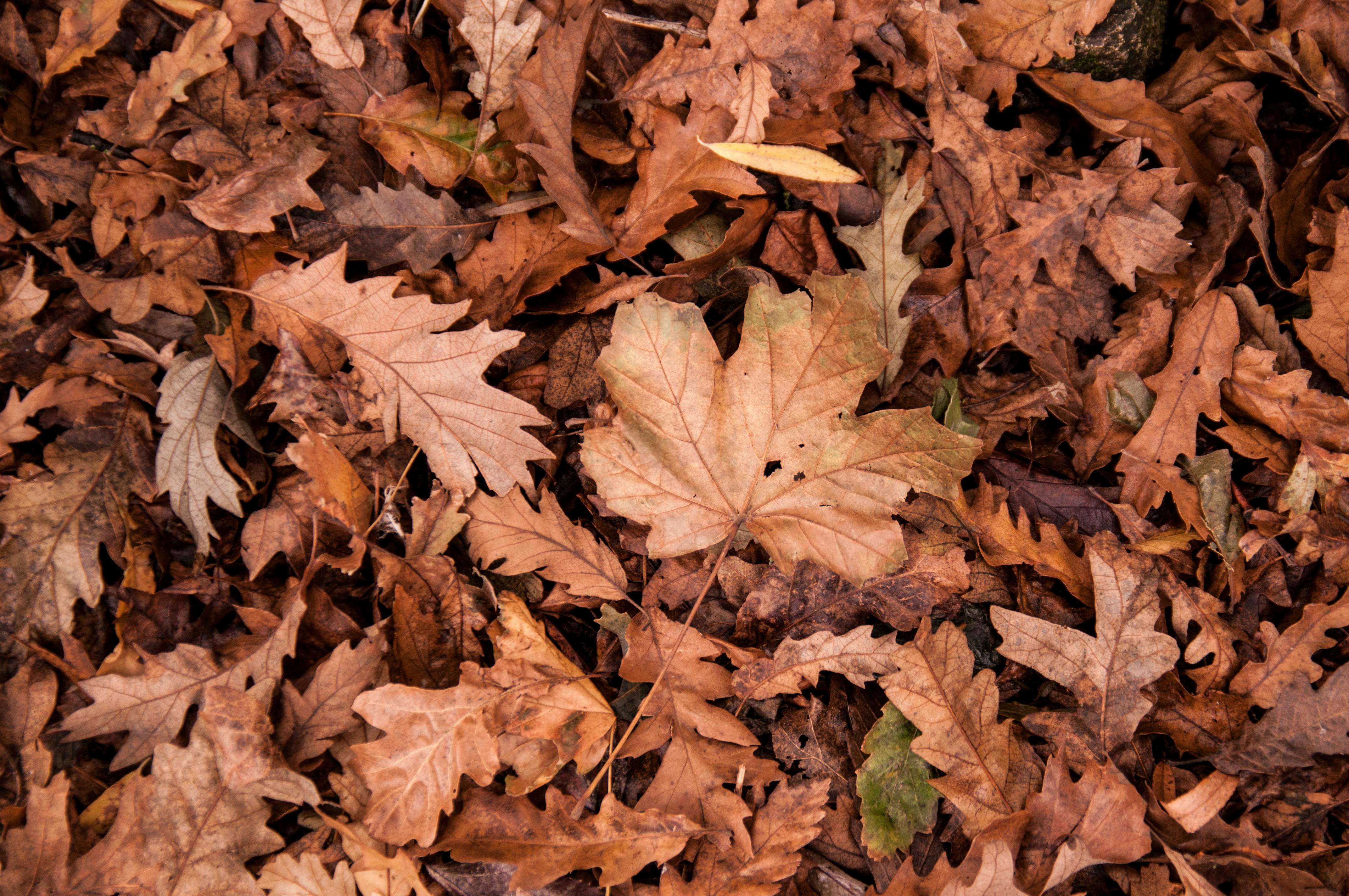 Free stock photo of autumn, dry, dry leaves