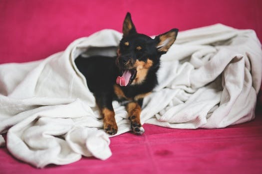 Yawning dog under a blanket