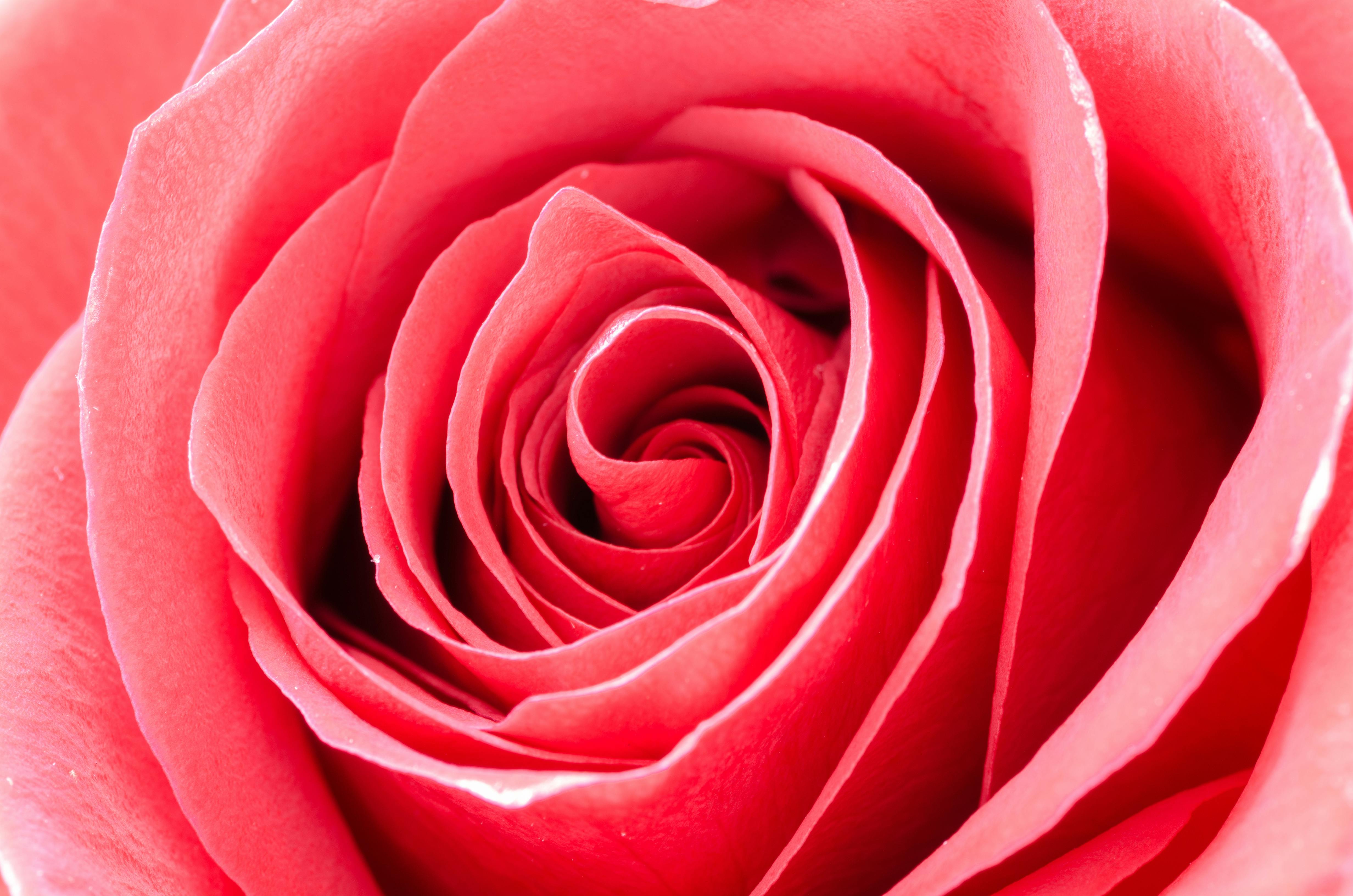 Red Rose Portrait · Free Stock Photo