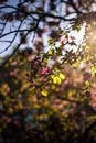 Free stock photo of flowers, nature, pink