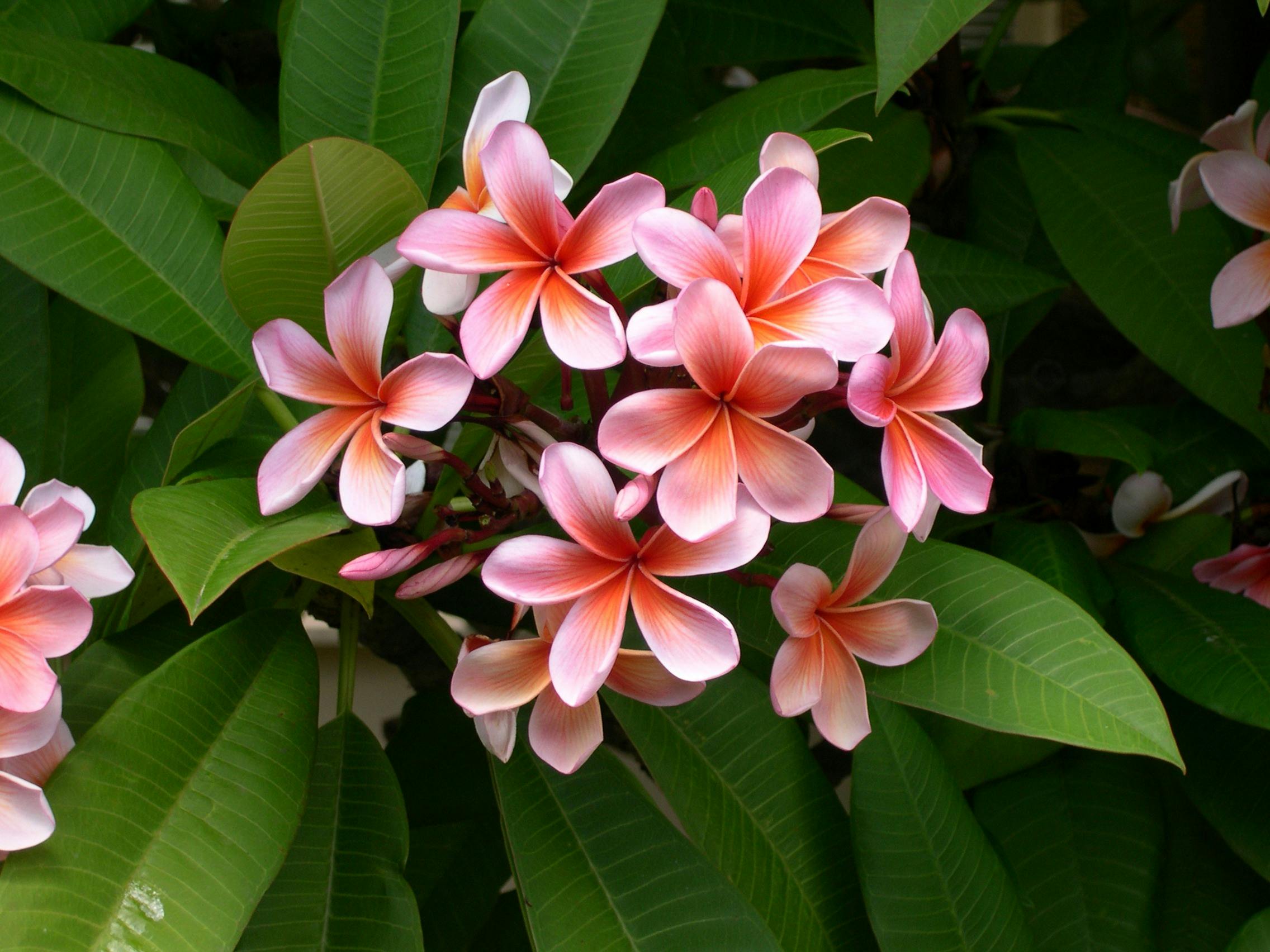 plumeria-flower-frangipani-plant-63609.jpeg (2272×1704)
