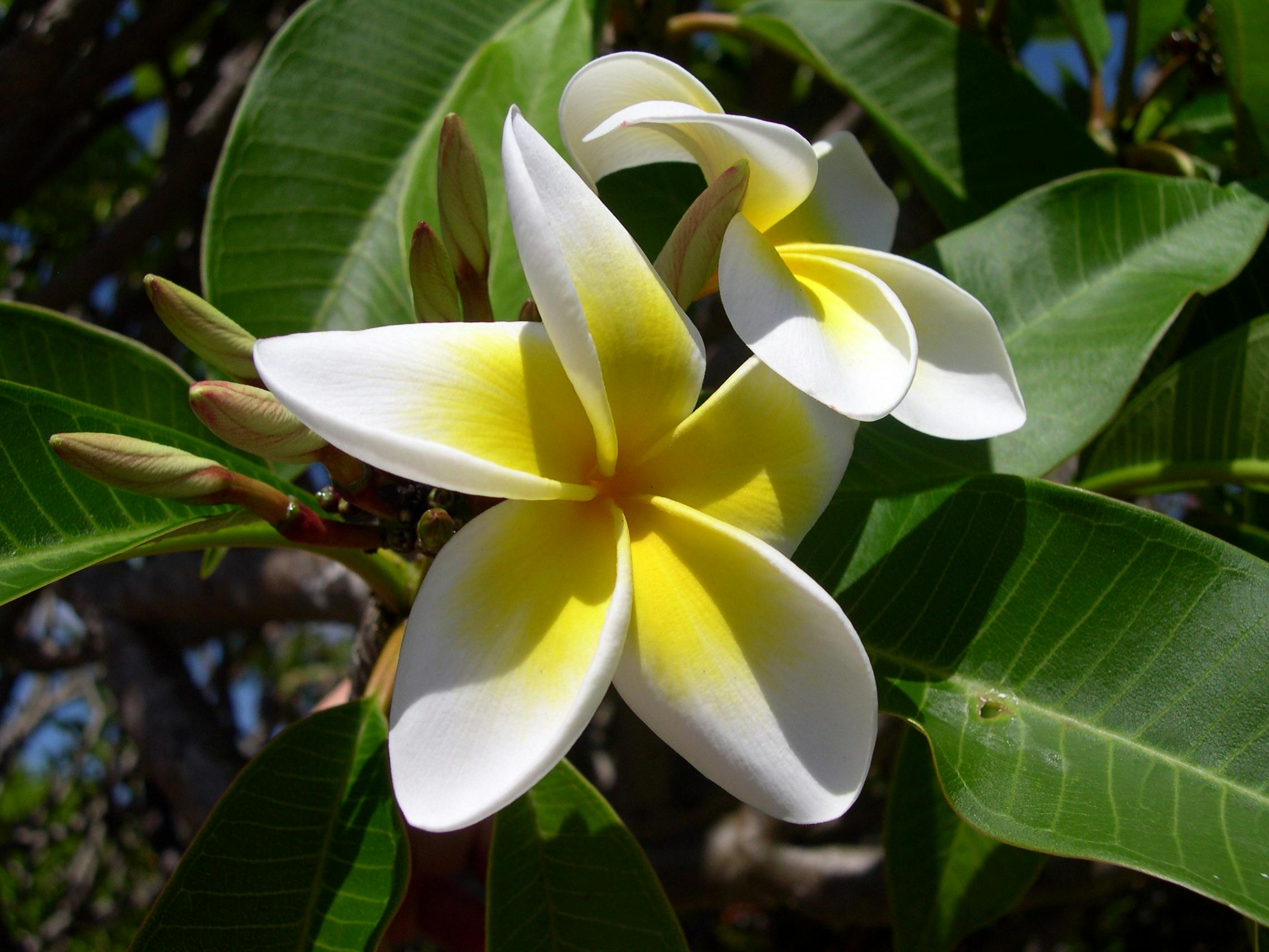 White Yellow Plumeria Flower In Bloom During Day Time · Free Stock Photo