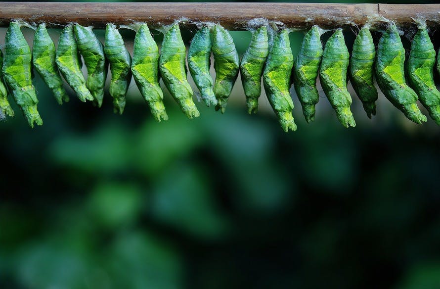 Green Cocoons On Tree Branch · Free Stock Photo