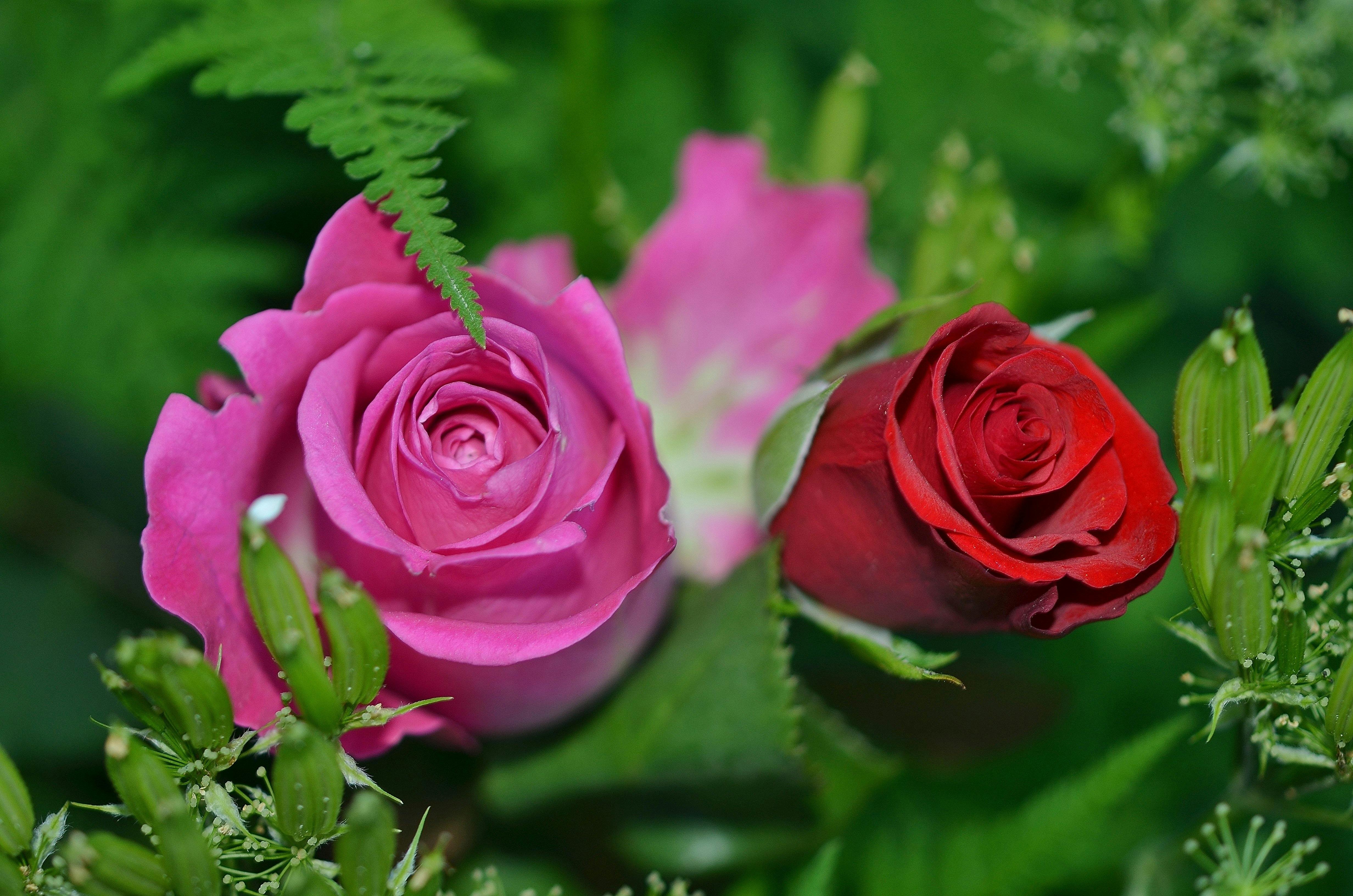 roses-flower-nature-macro-63638.jpeg (4928×3264)