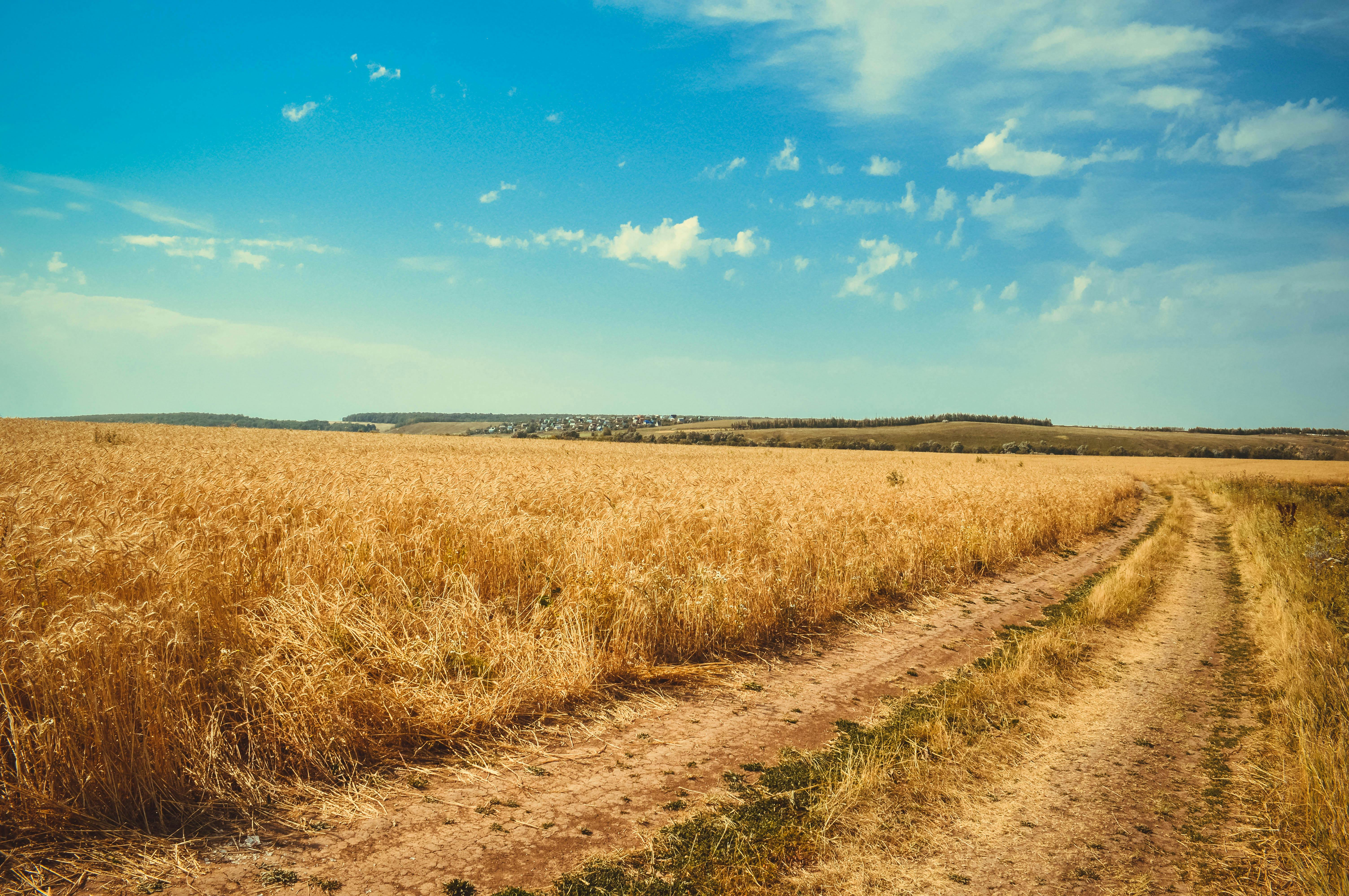 Brown Wheat Field Under White Clouds Blue Sky · Free Stock 