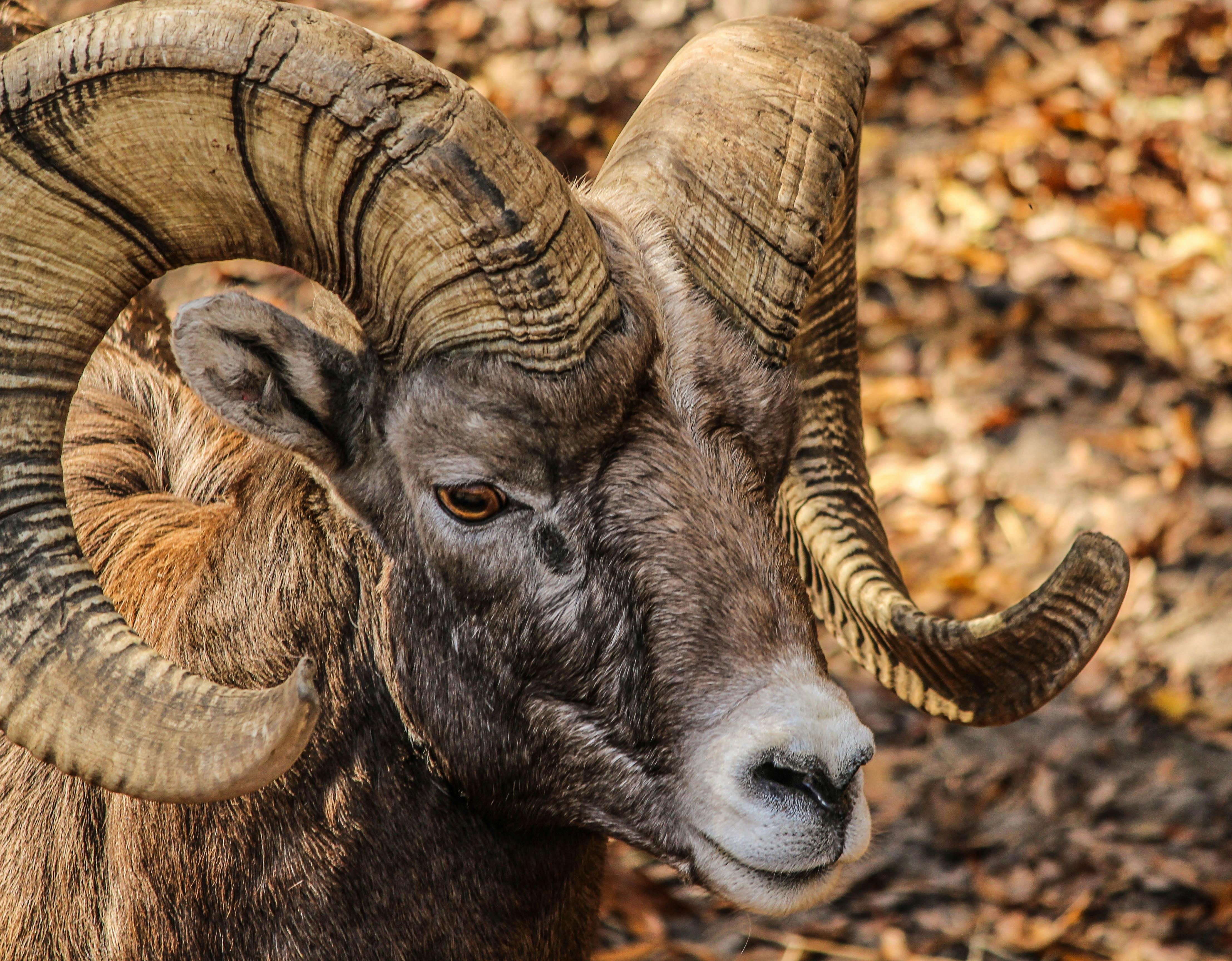 Black and Brown Ram Animal · Free Stock Photo