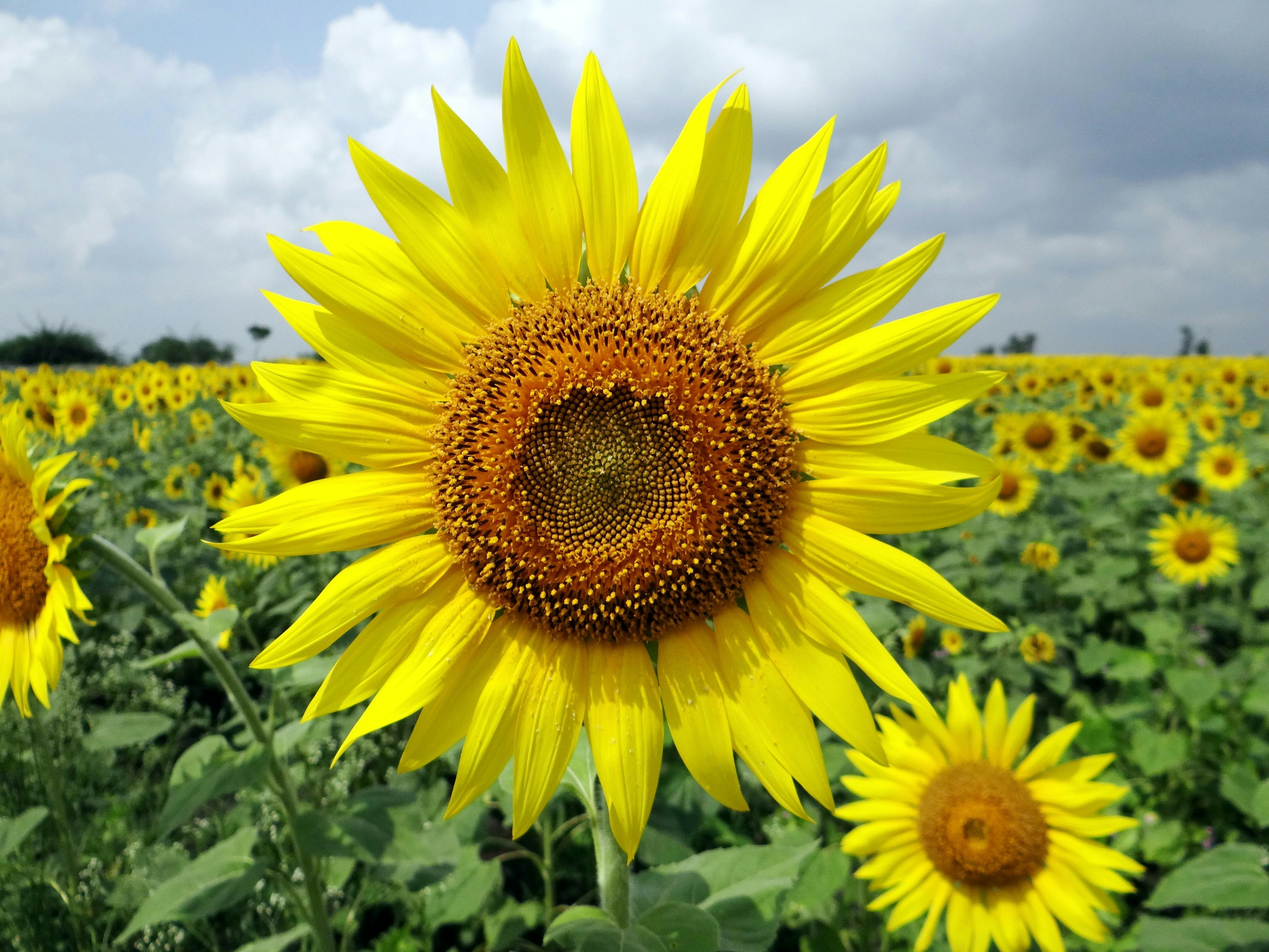 flower-sunflower-karnataka-india-64221.jpeg (4896×3672)