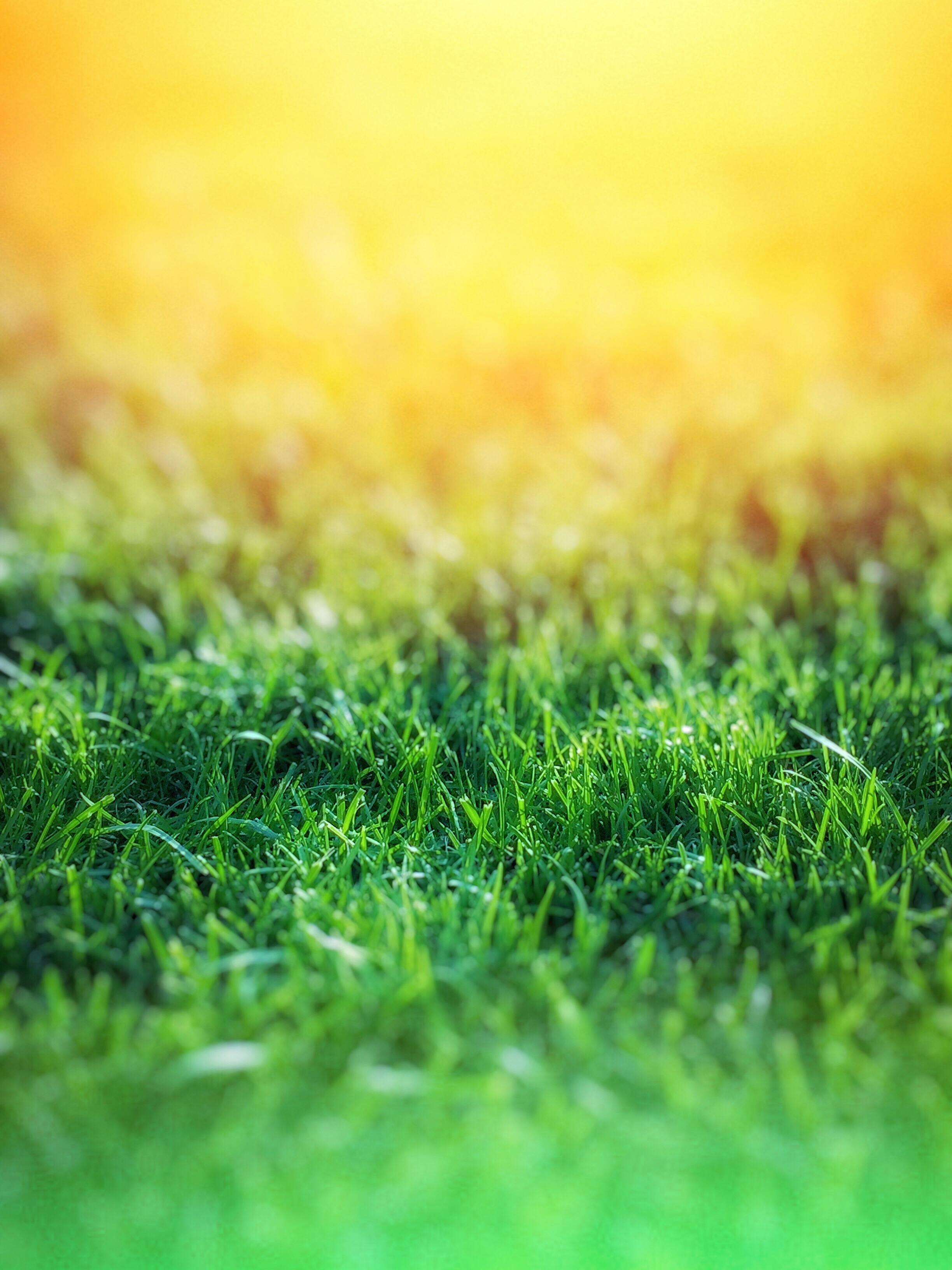 Green Grass Over Yellow Background Free Stock Photo