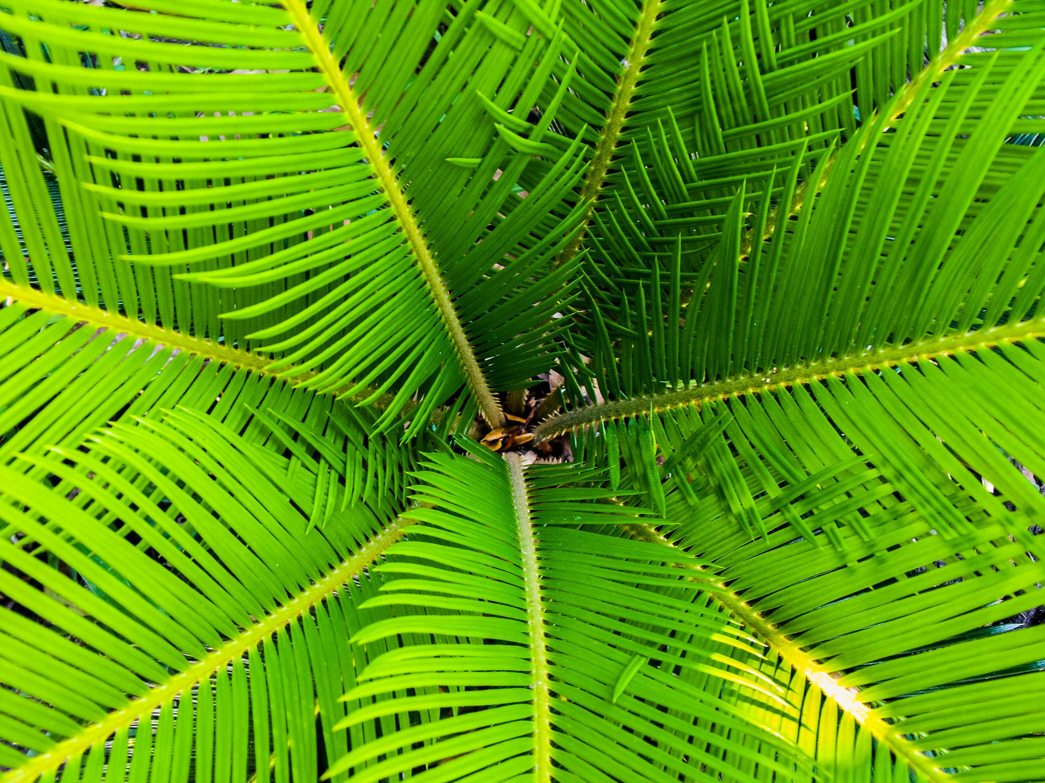 green-palm-leaves-free-stock-photo