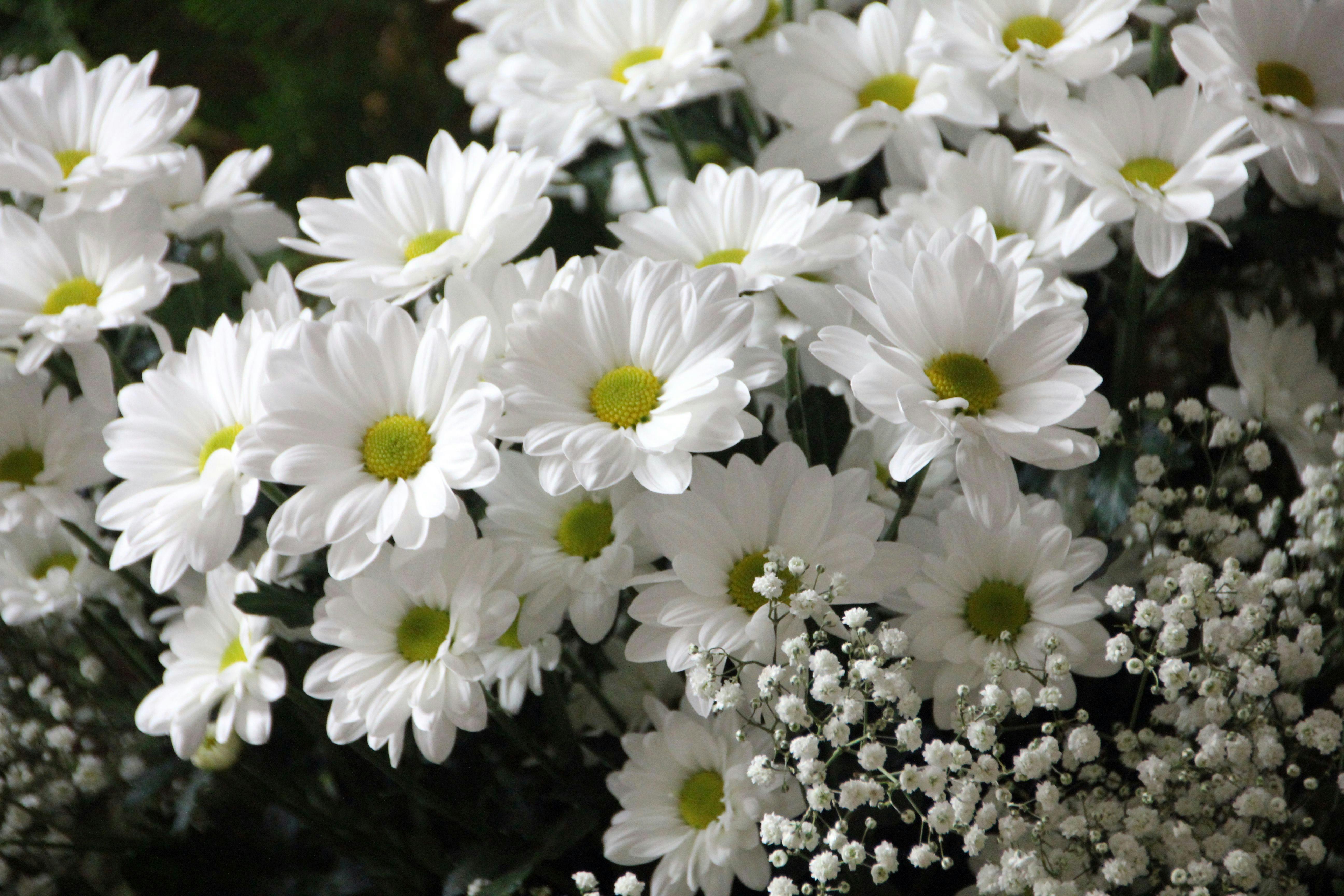 flowers-plant-bloom-daisies-64736.jpeg (5184×3456)