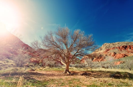 HD wallpaper of sun, desert, dry, tree