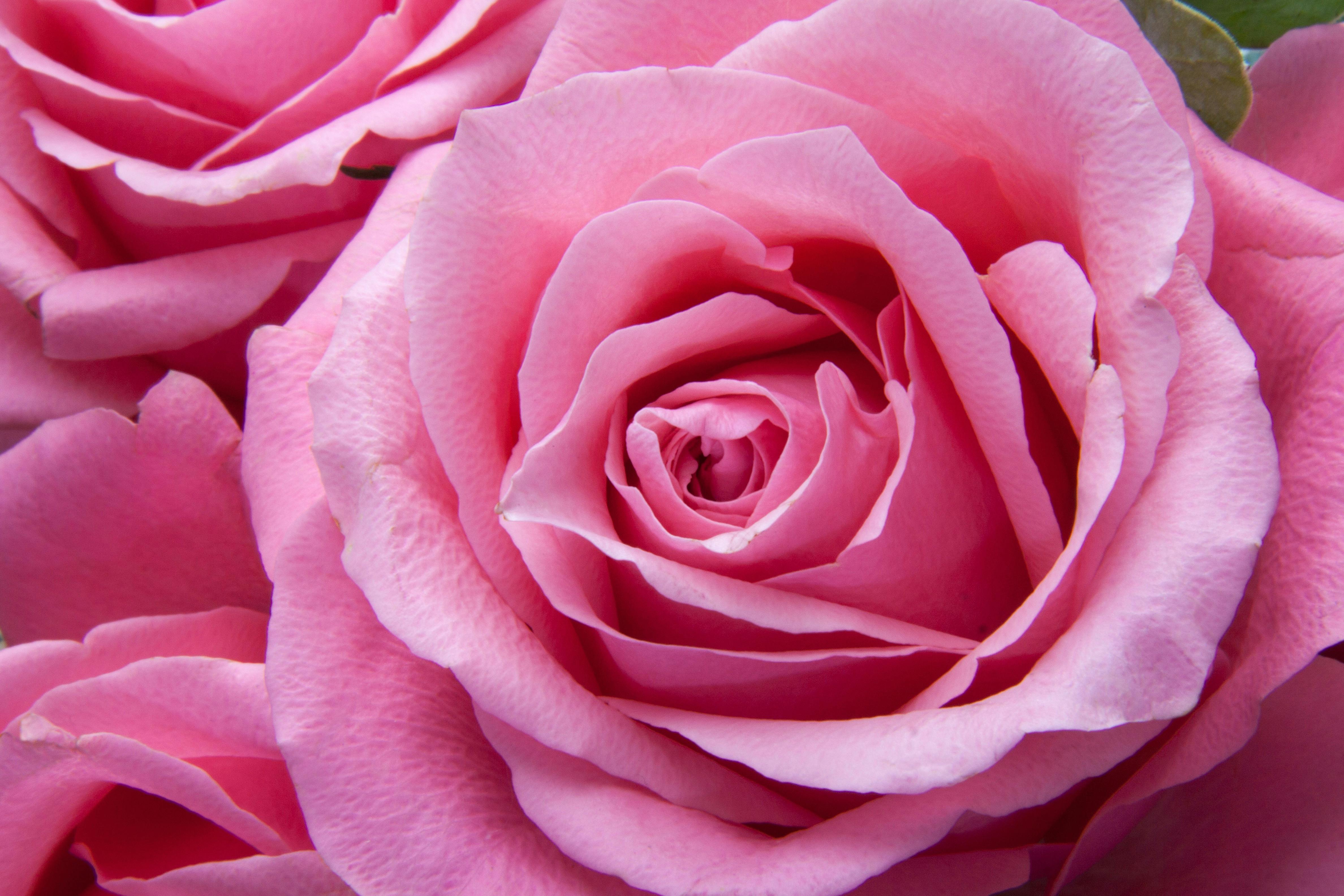 roses-pink-family-rose-family-65619.jpeg (4752×3168)