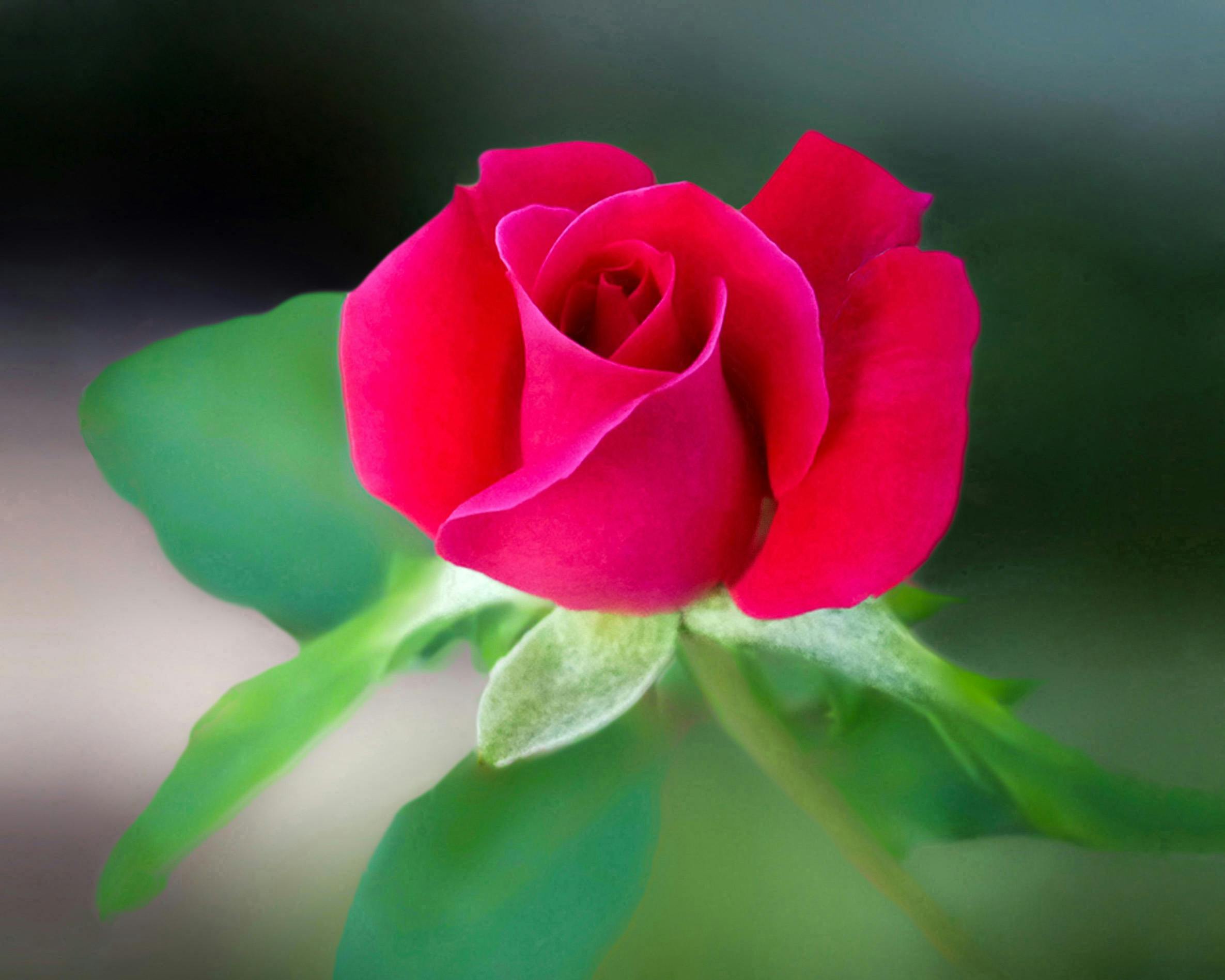 red-rose-flower-free-stock-photo