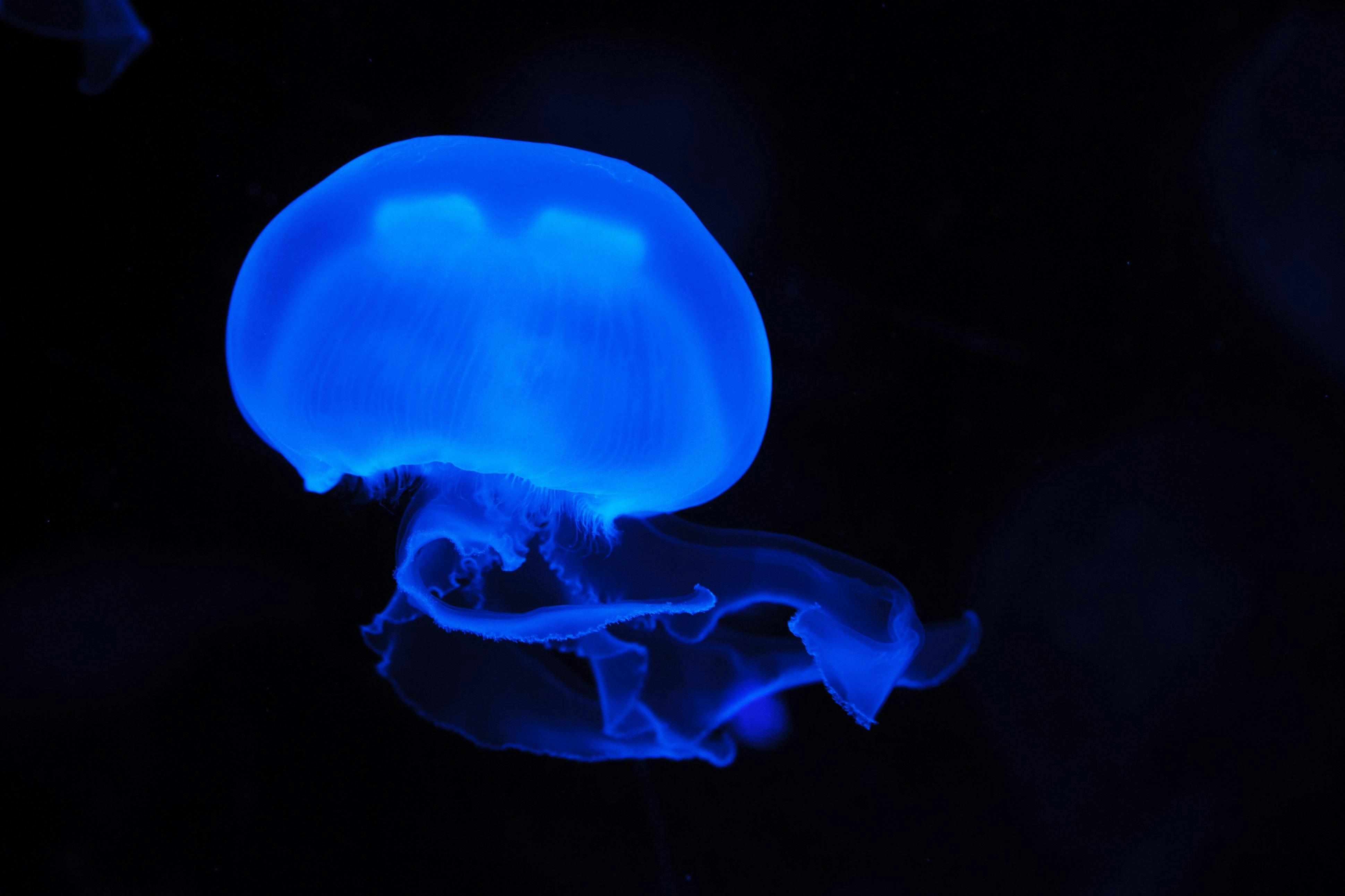 Blue Jelly Fish · Free Stock Photo