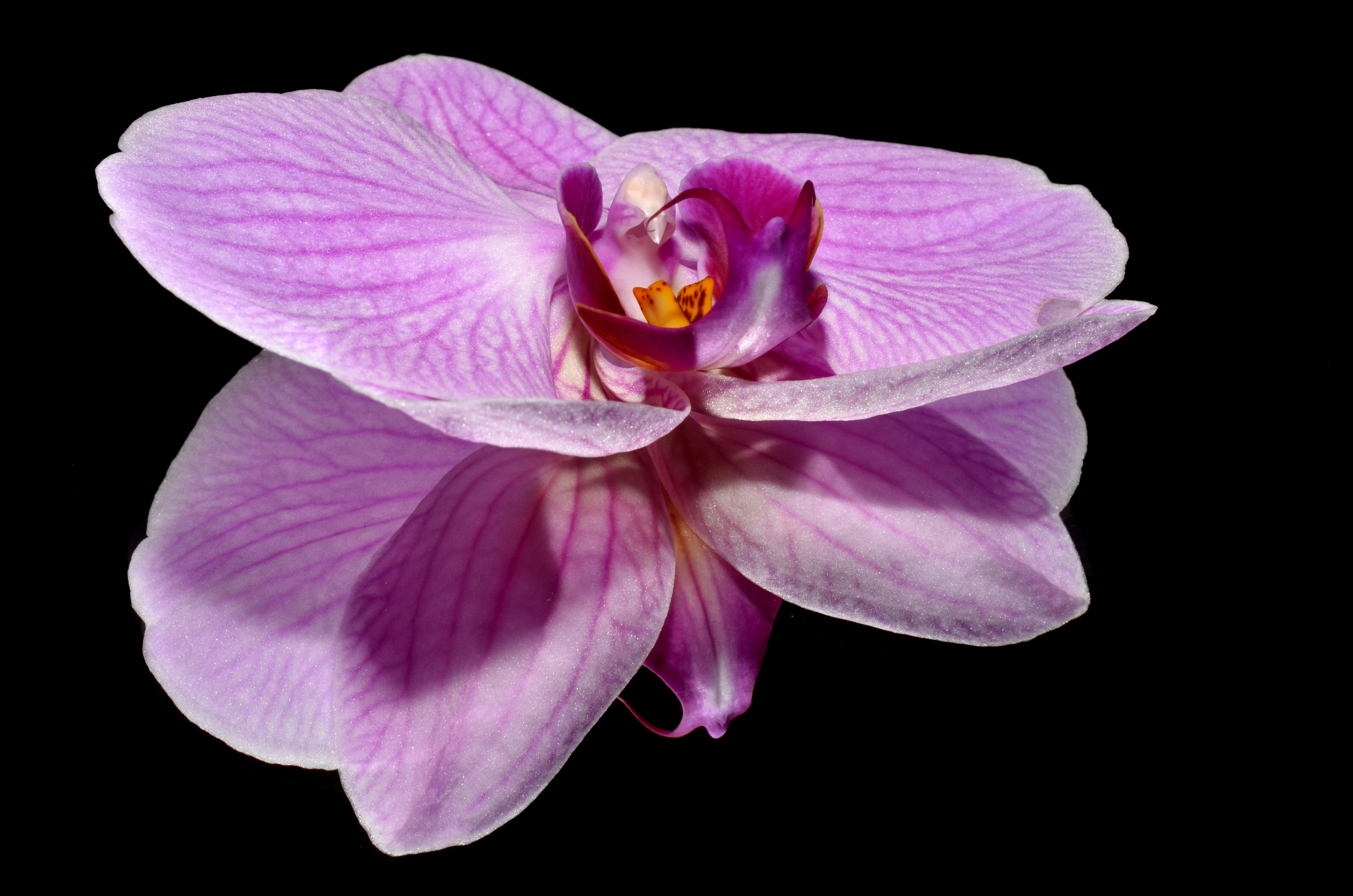 Pink and Purple Flower on a Black Reflective Surface · Free Stock Photo