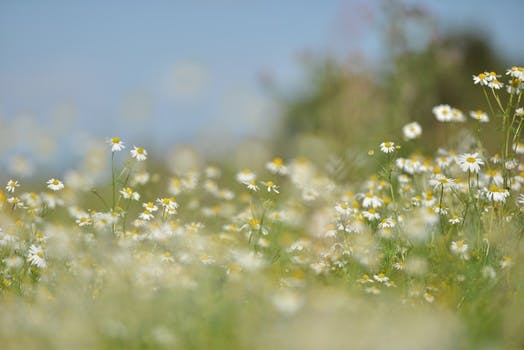 HD wallpaper of nature, field, flowers, grass