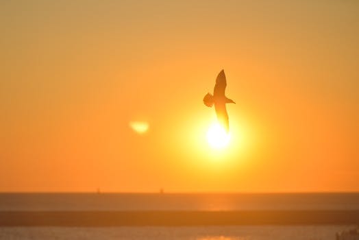 Free stock photo of sunset, bird, sunrise, animal