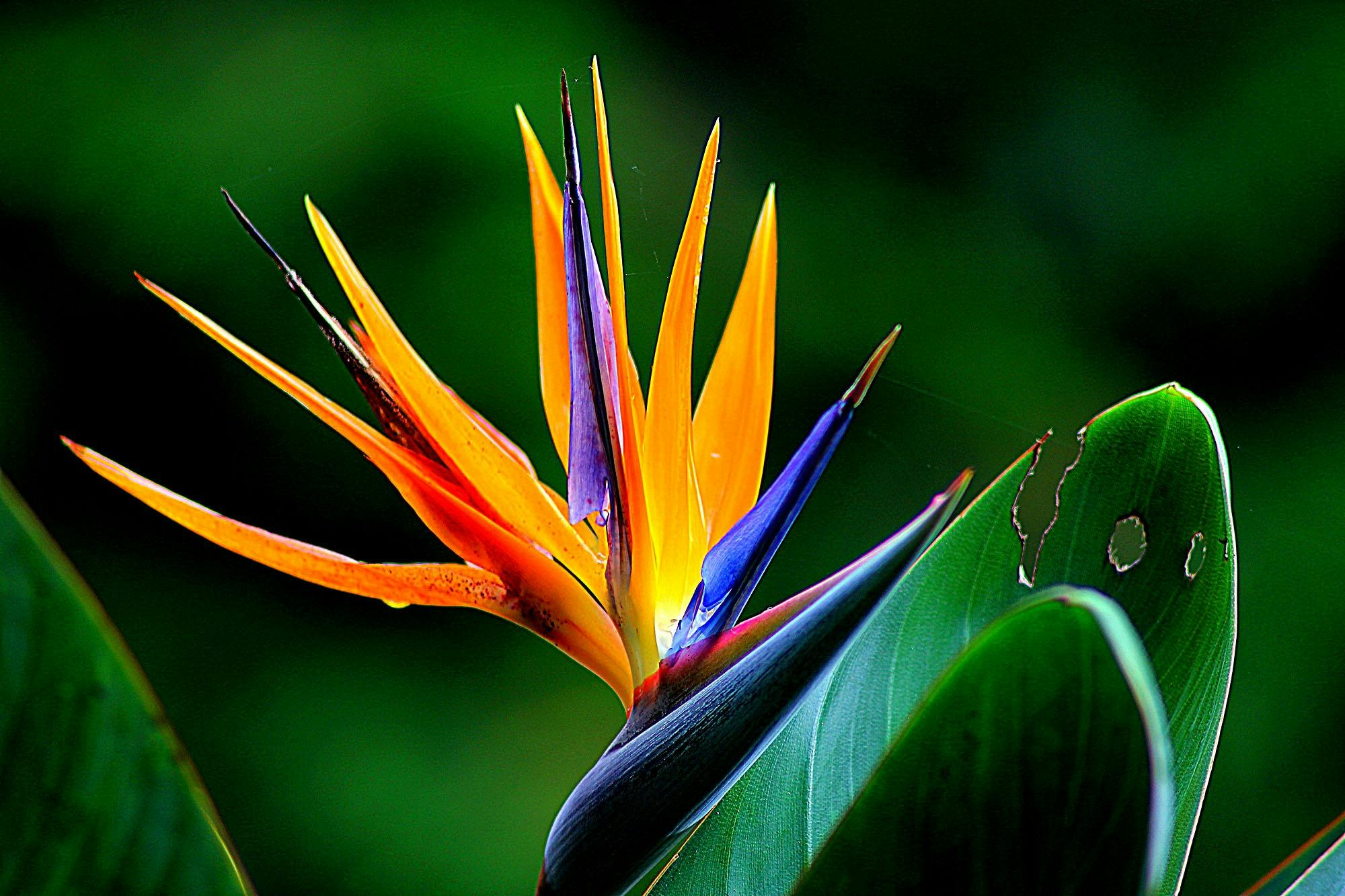 Orange and Purple Birds of Paradise Flower · Free Stock Photo