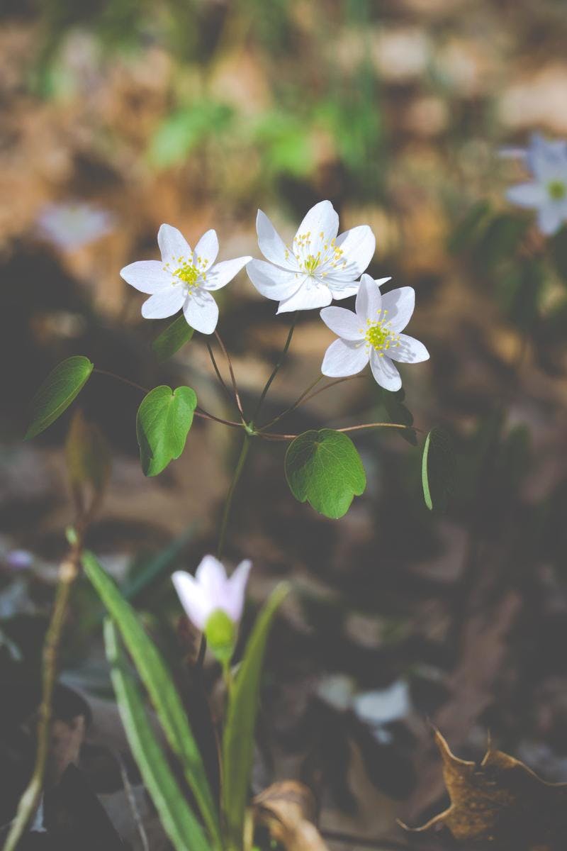 Free stock photo of anemonella thalictroides, flower, garden