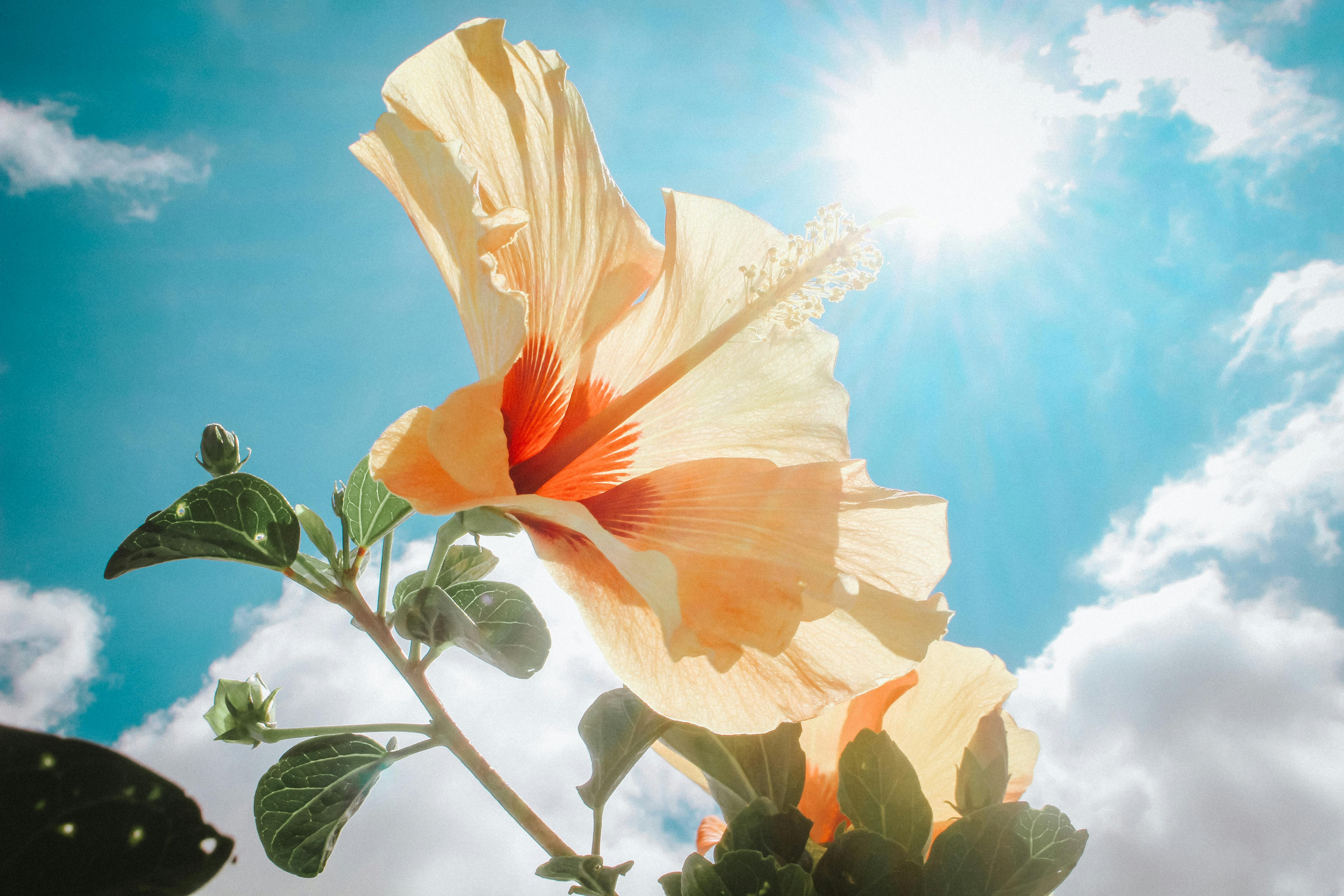 Photography of Yellow Hibiscus Under Sunlight · Free Stock Photo