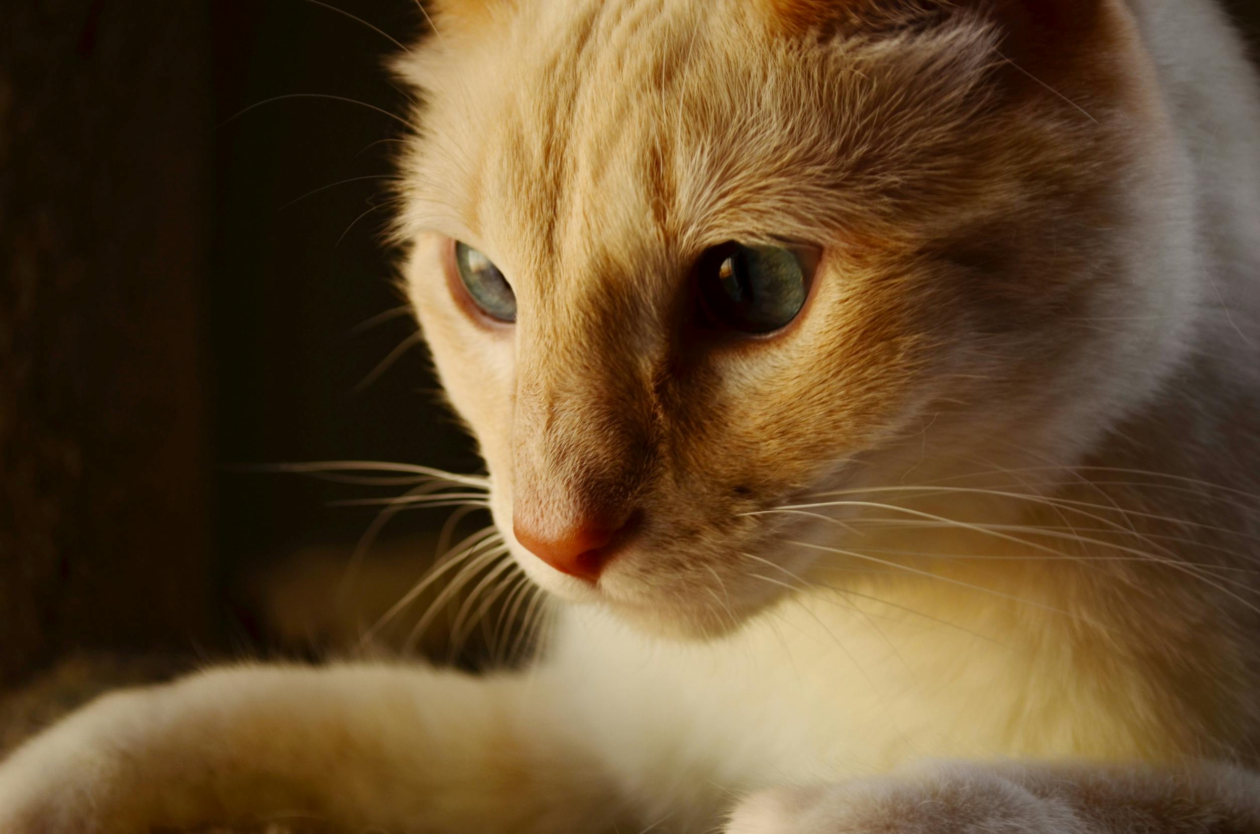 orange tabby cat with white