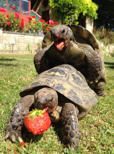 Free stock photo of sex, strawberries, tortoise