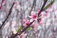 Pink Cherry Blossoms Free Stock Photo