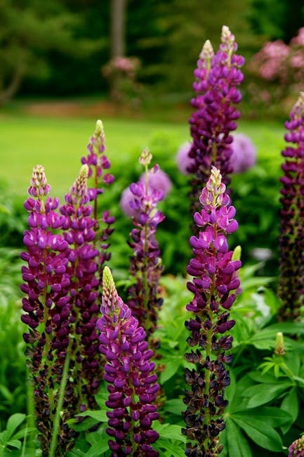 Free stock photo of garden, nature, purple